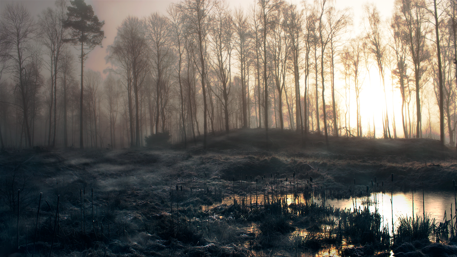 trees, forests, mist, Slender Man - desktop wallpaper