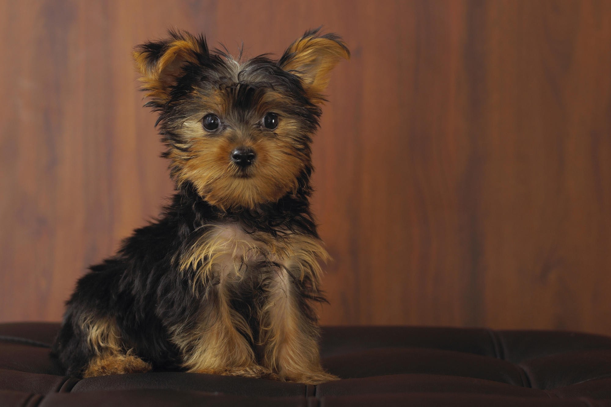 animals, dogs, puppies, Yorkshire Terrier - desktop wallpaper