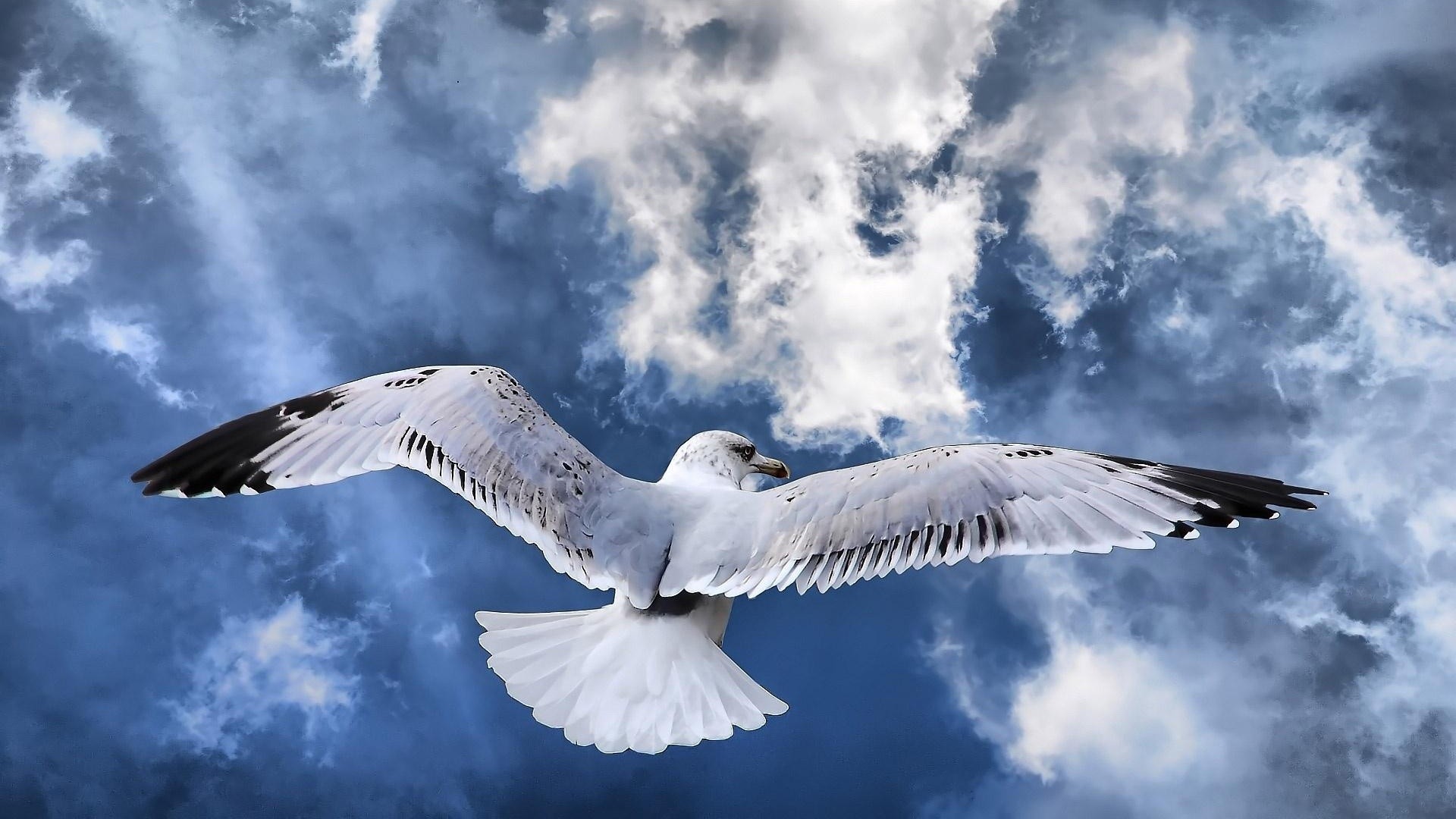 birds, skyscapes - desktop wallpaper