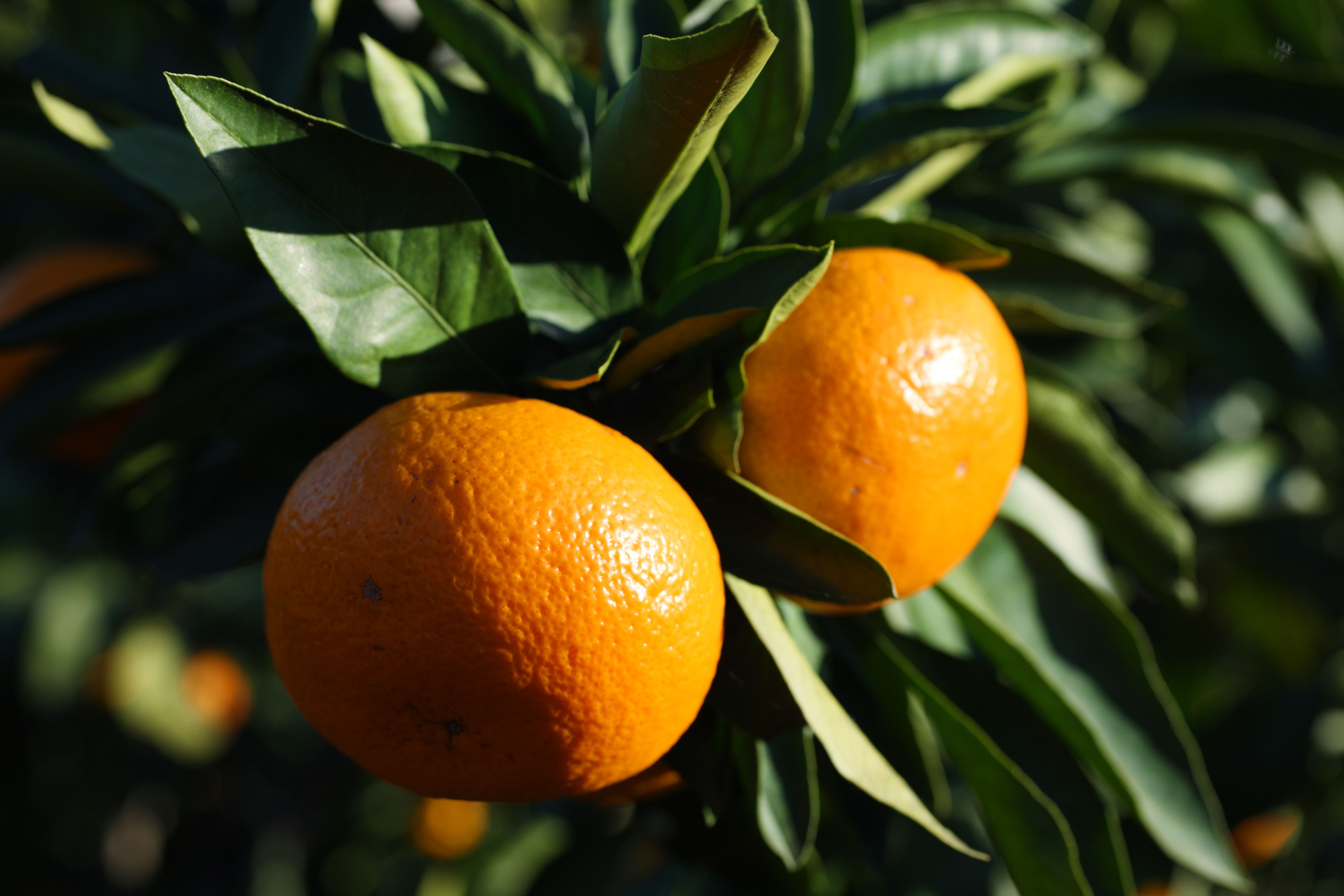 fruits, oranges - desktop wallpaper