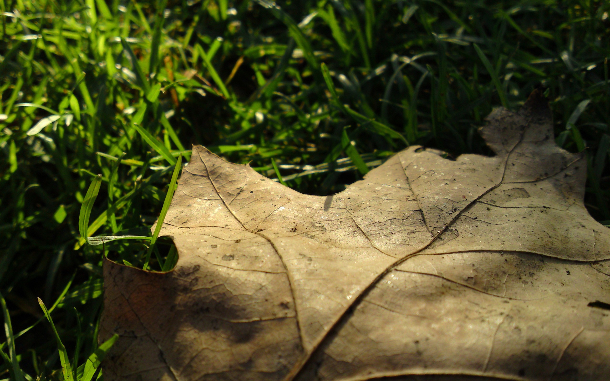 Трещин цветок. Заставка листья. Трава макро опавшие листья. Под листом. Сорвавшийся листок в траве.
