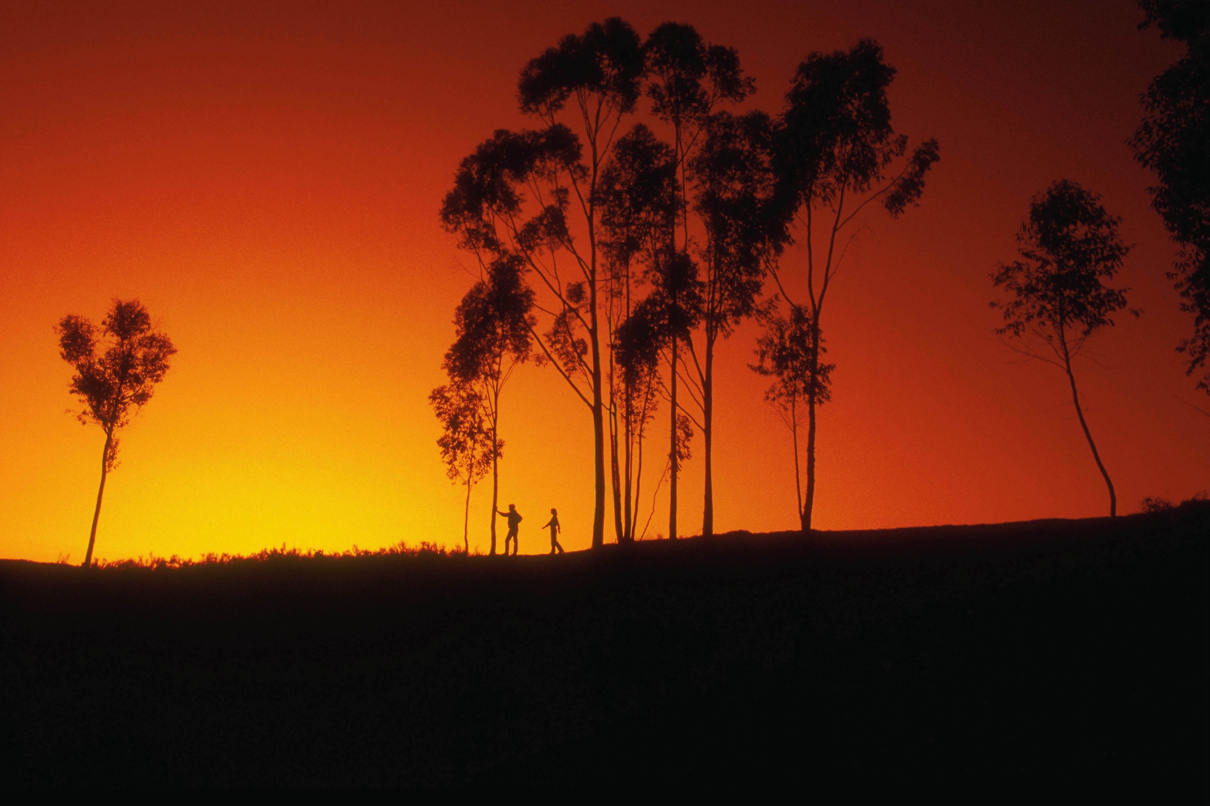 sunset, trees, sillhouette - desktop wallpaper