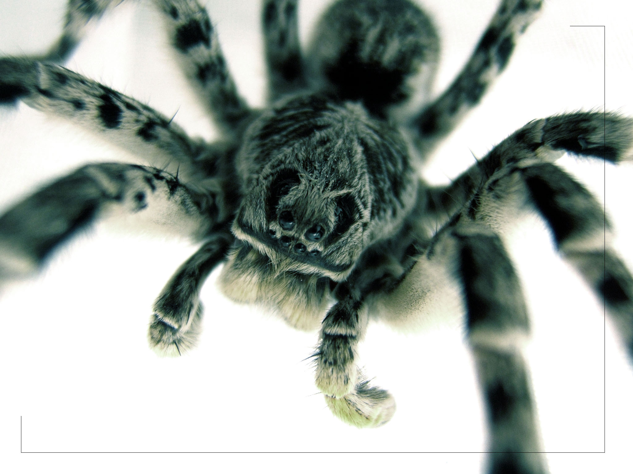 spiders, arachnids - desktop wallpaper