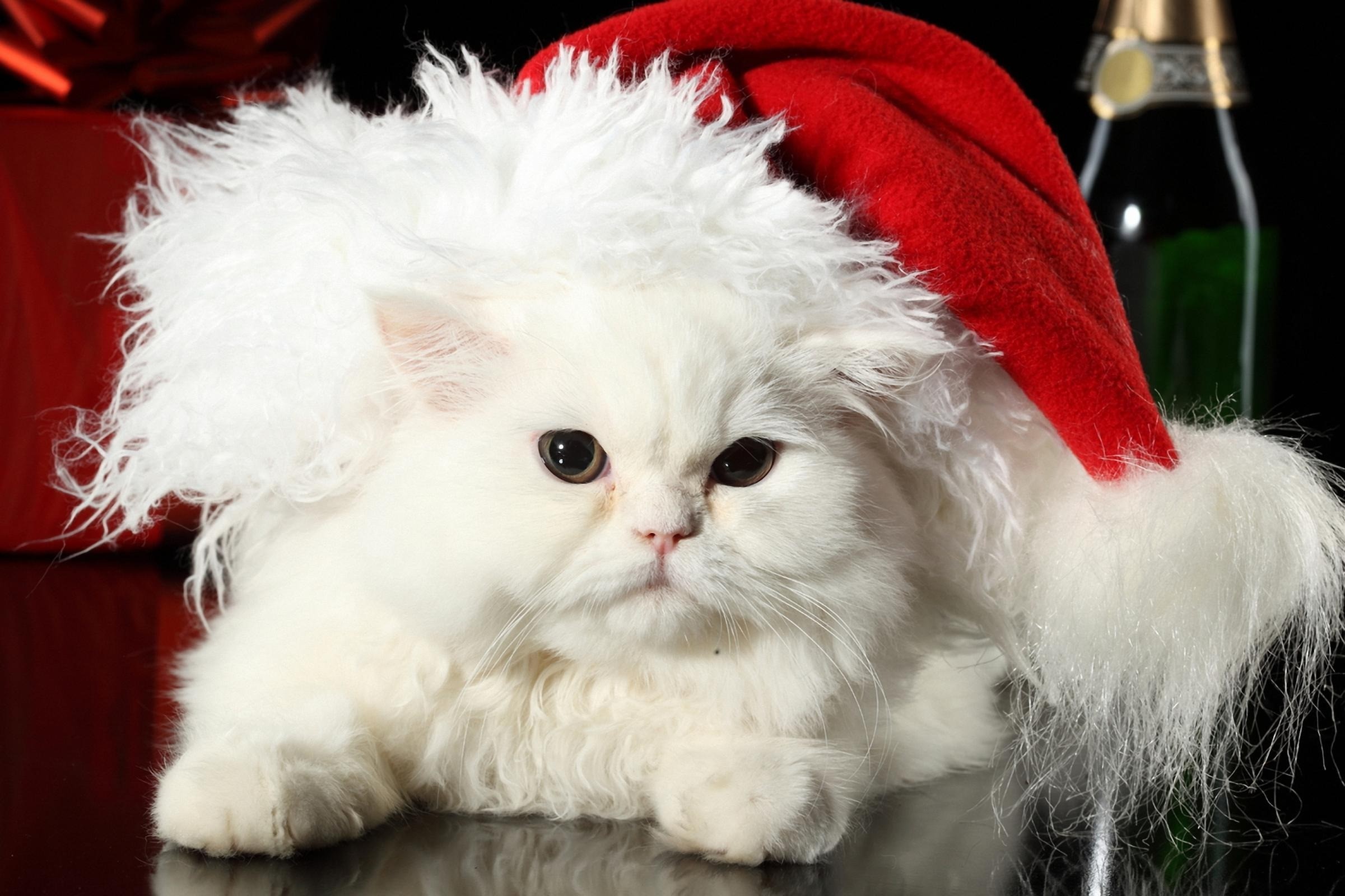 kittens, Christmas outfits - desktop wallpaper