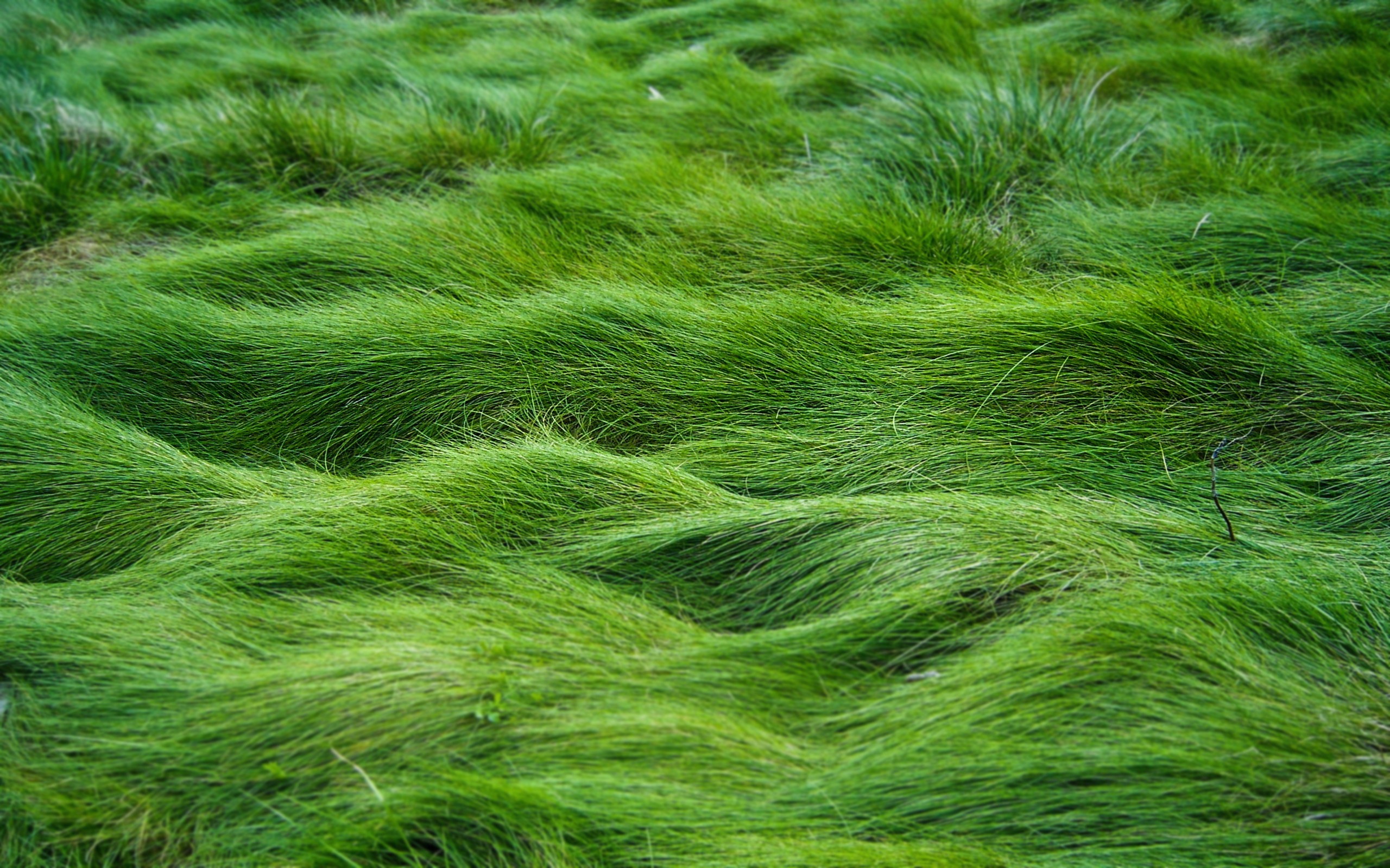 green, nature, grass - desktop wallpaper