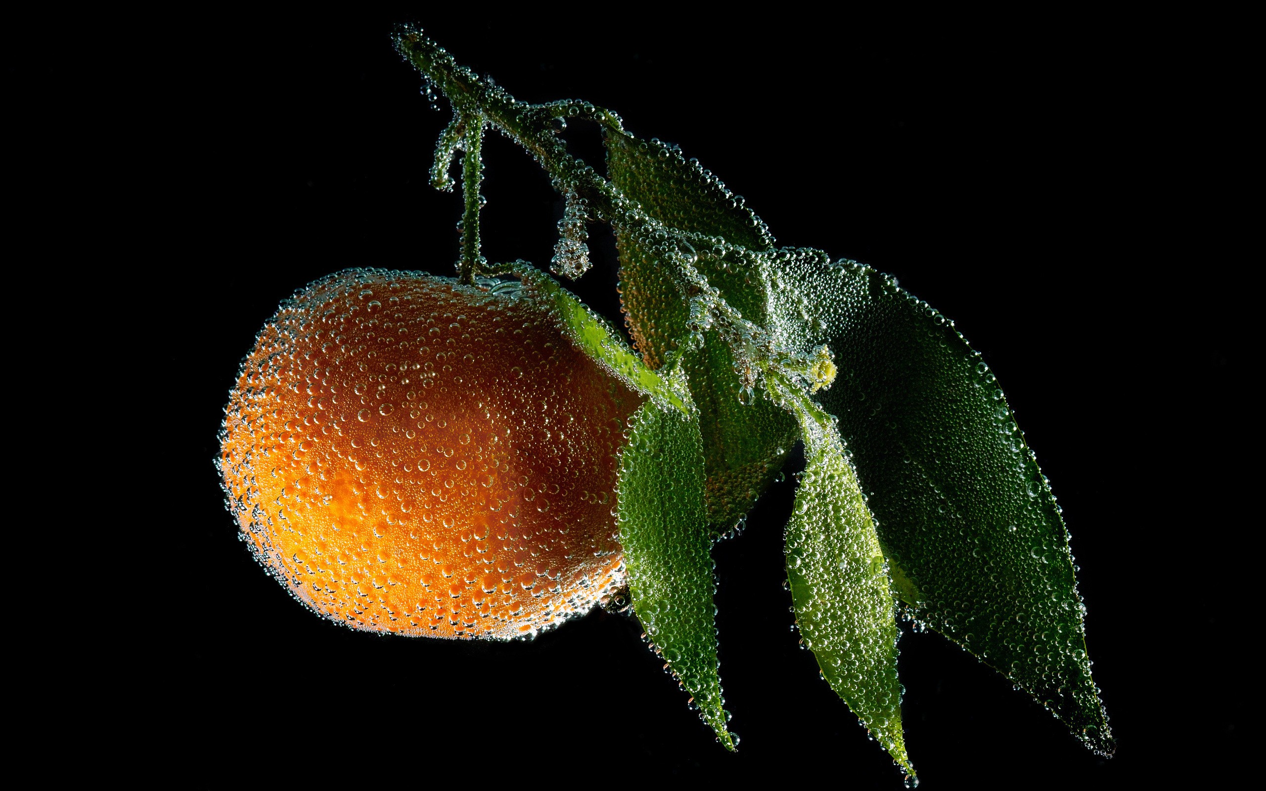 citrus, fruits, frozen, oranges, frost - desktop wallpaper