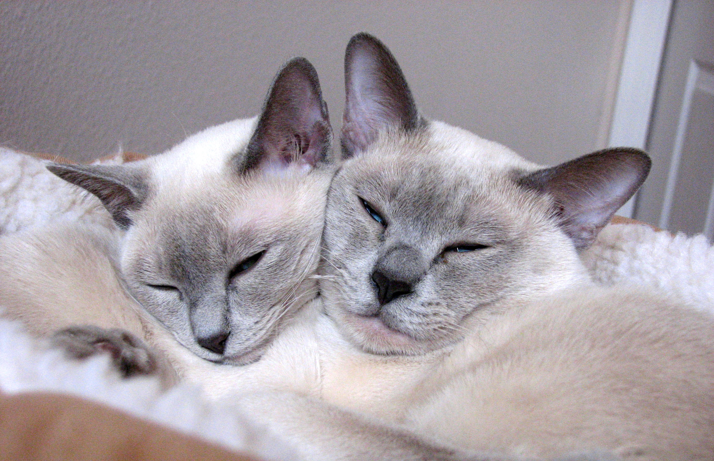 cats, sleeping - desktop wallpaper
