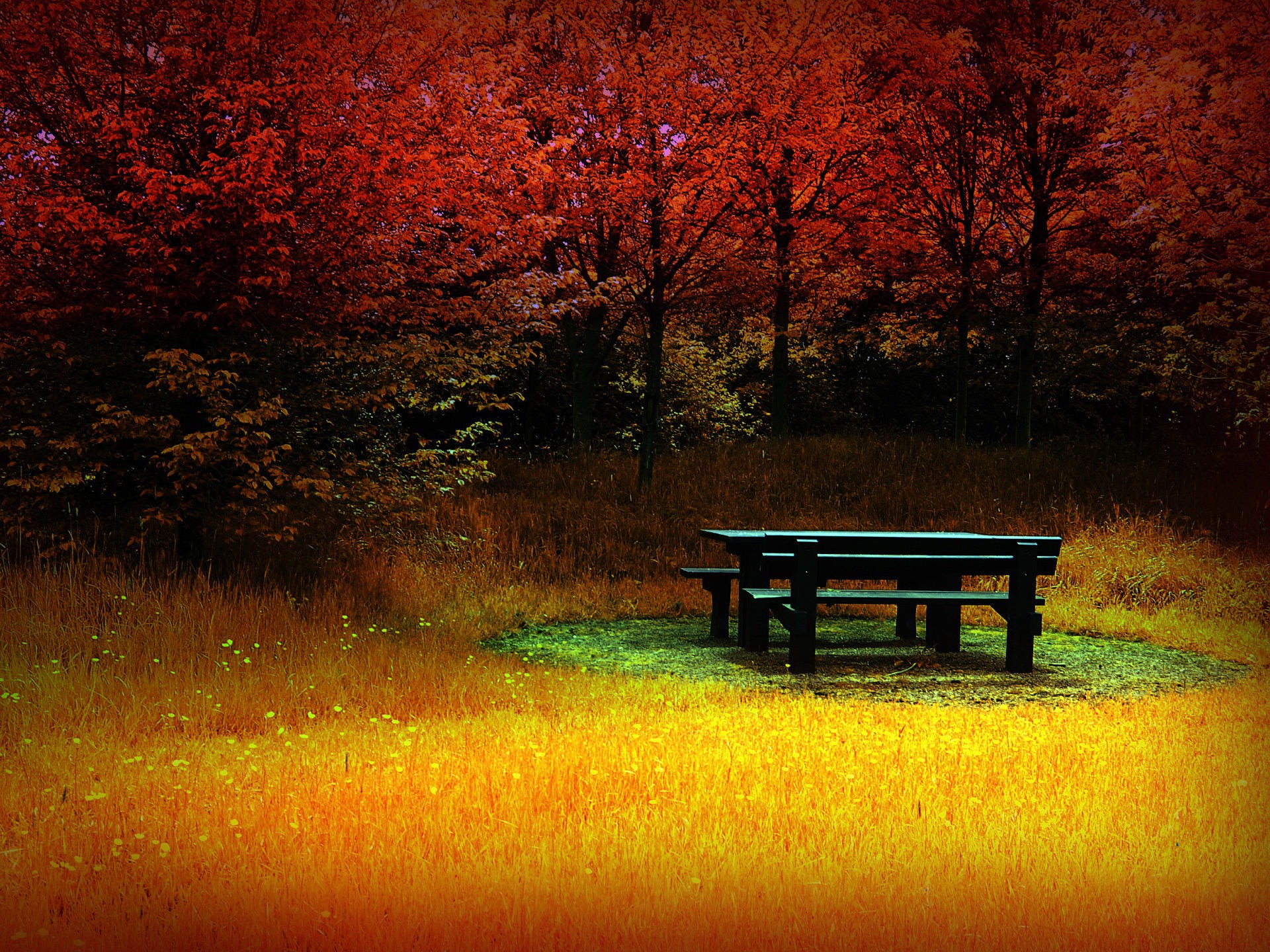 trees, autumn, bench - desktop wallpaper