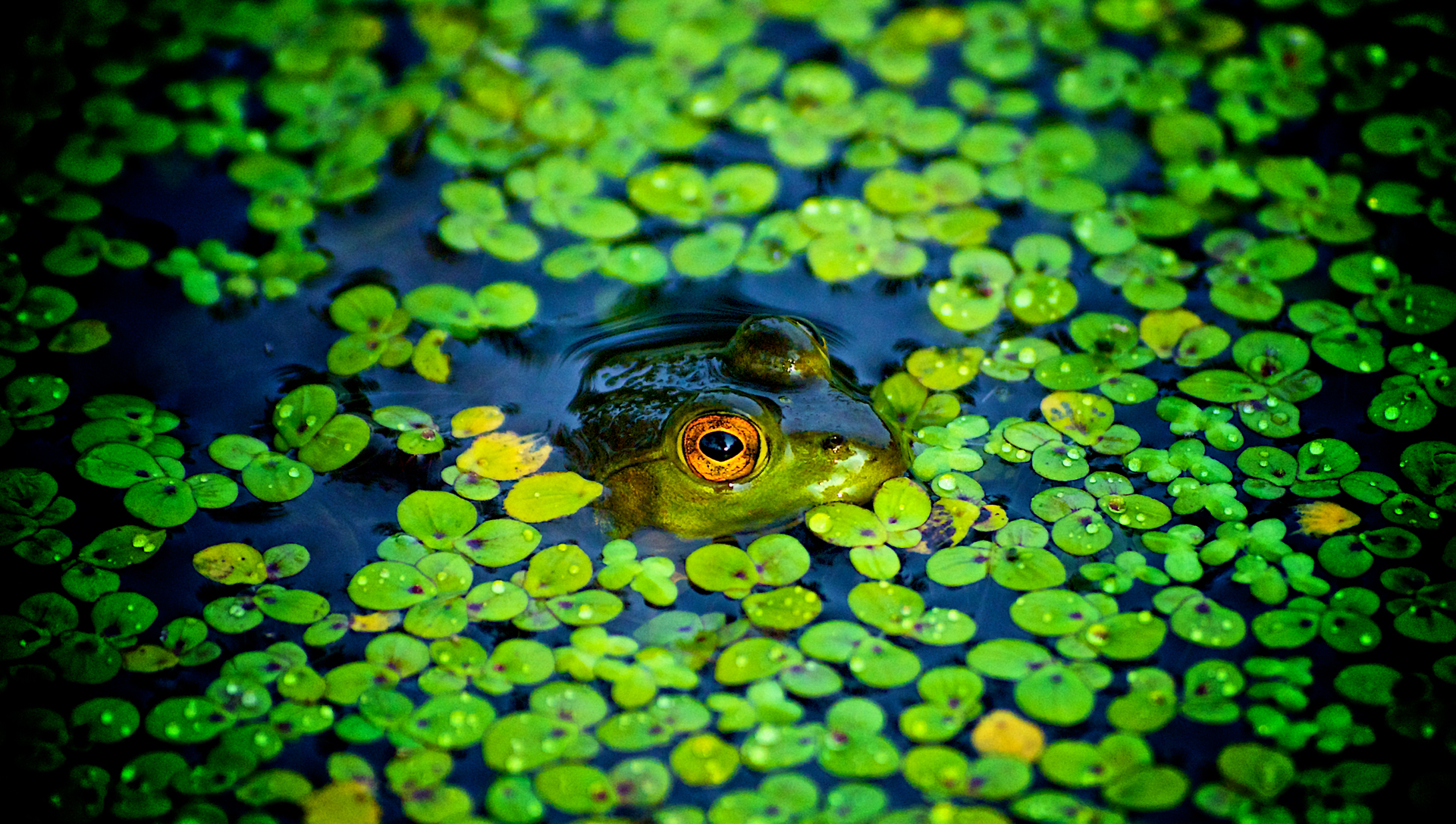 green, ponds, frogs, camouflage, amphibians - desktop wallpaper