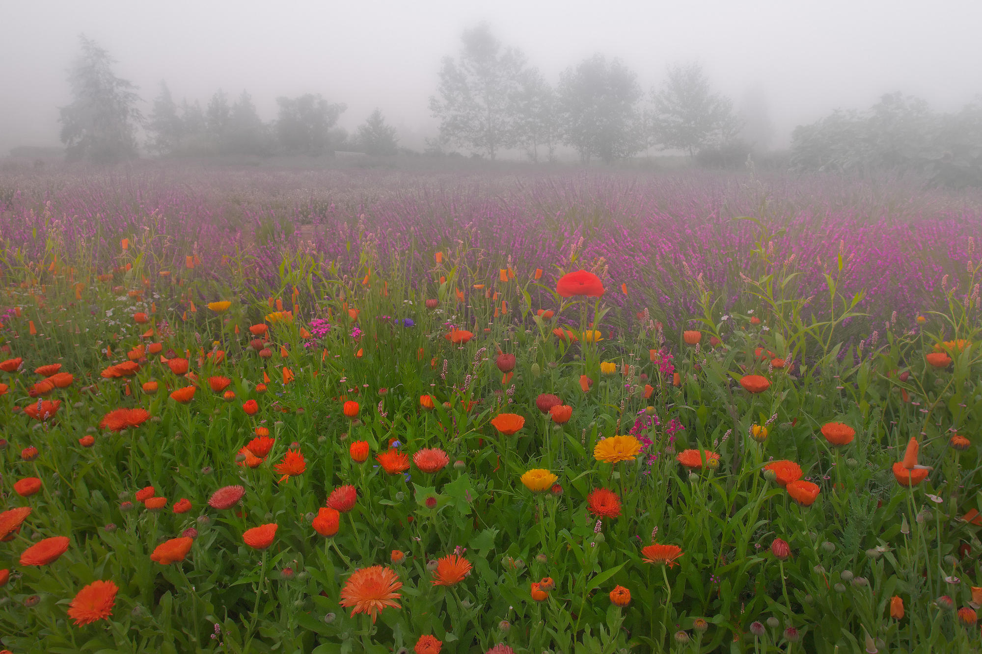 flowers, meadows, mist - desktop wallpaper