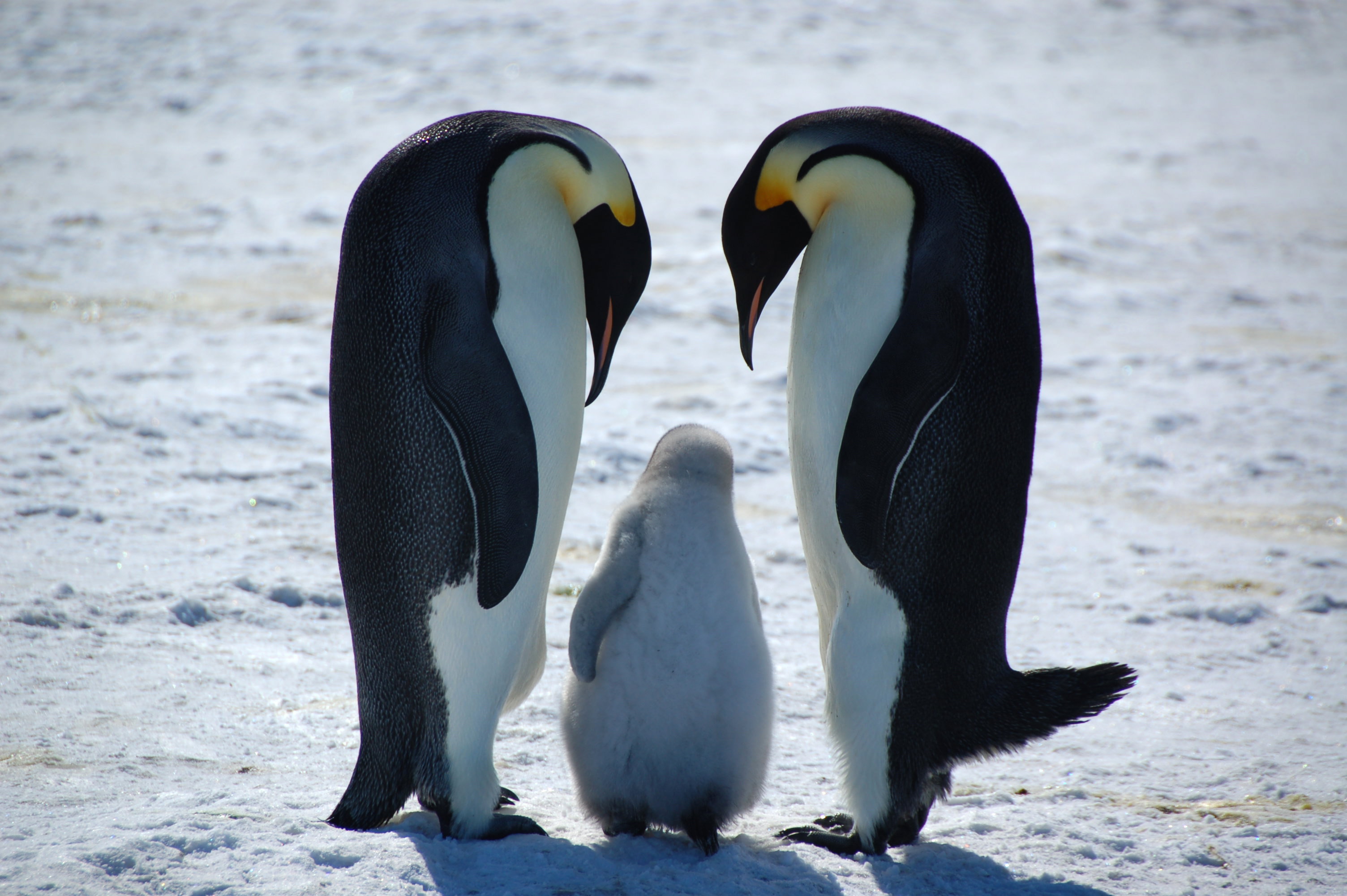 Когда выйдут пингвины моей мамы