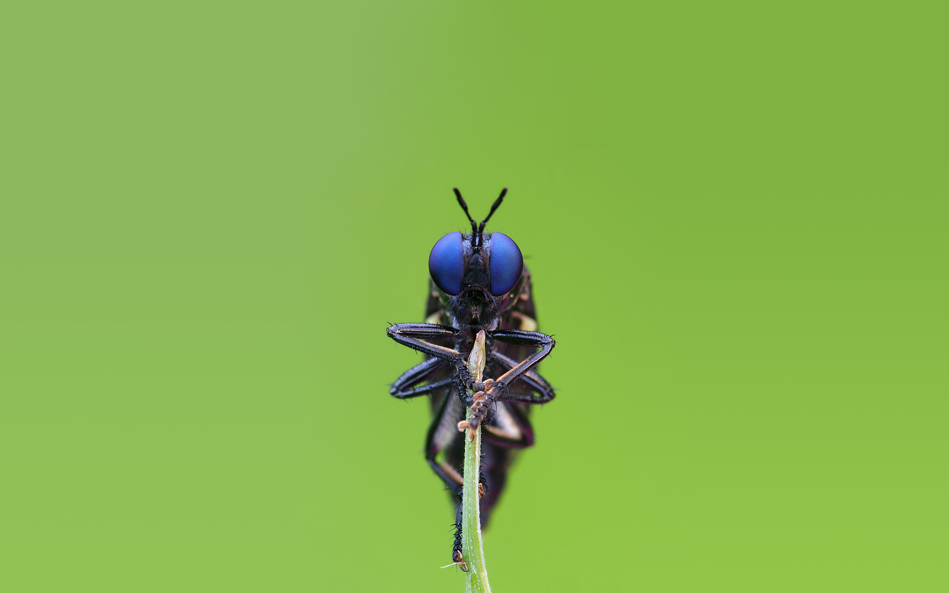 insects, Bug, iridescence, arthropod - desktop wallpaper