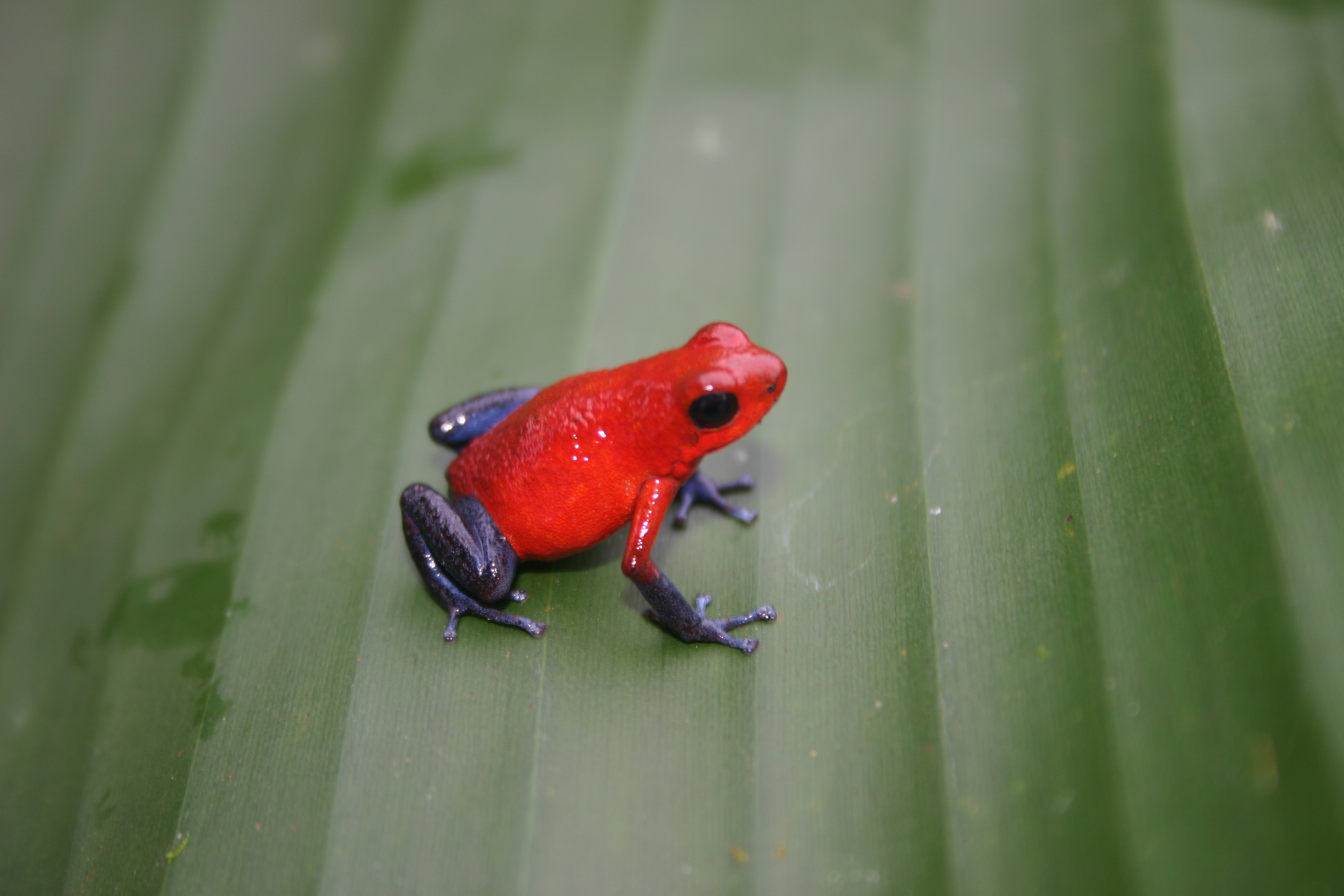 animals, frogs, Costa Rica, amphibians, Poison Dart Frogs - desktop wallpaper