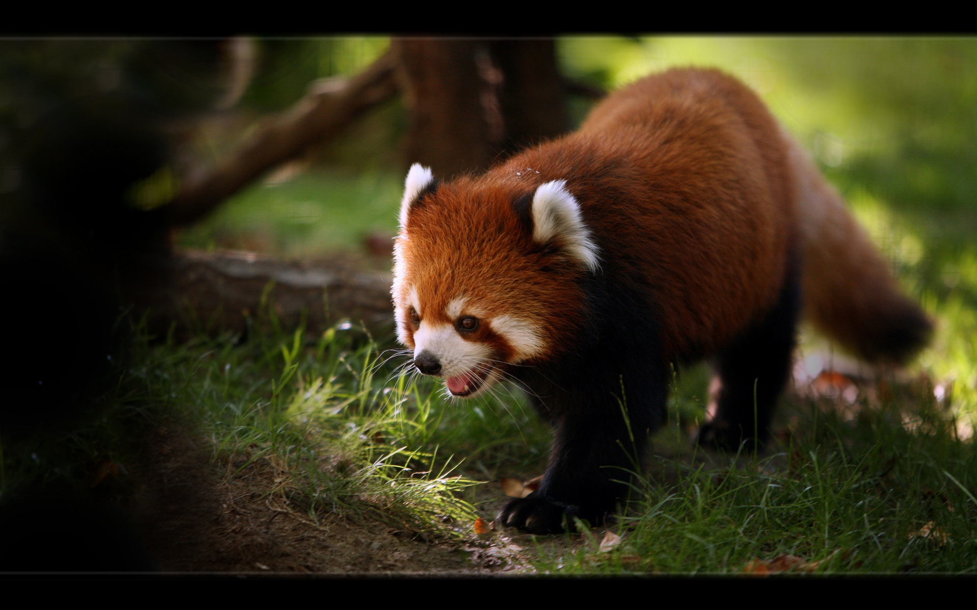 nature, animals, red pandas - desktop wallpaper
