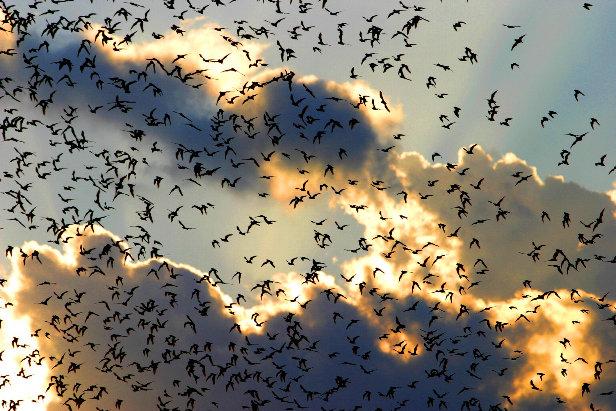 clouds, birds, flock - desktop wallpaper