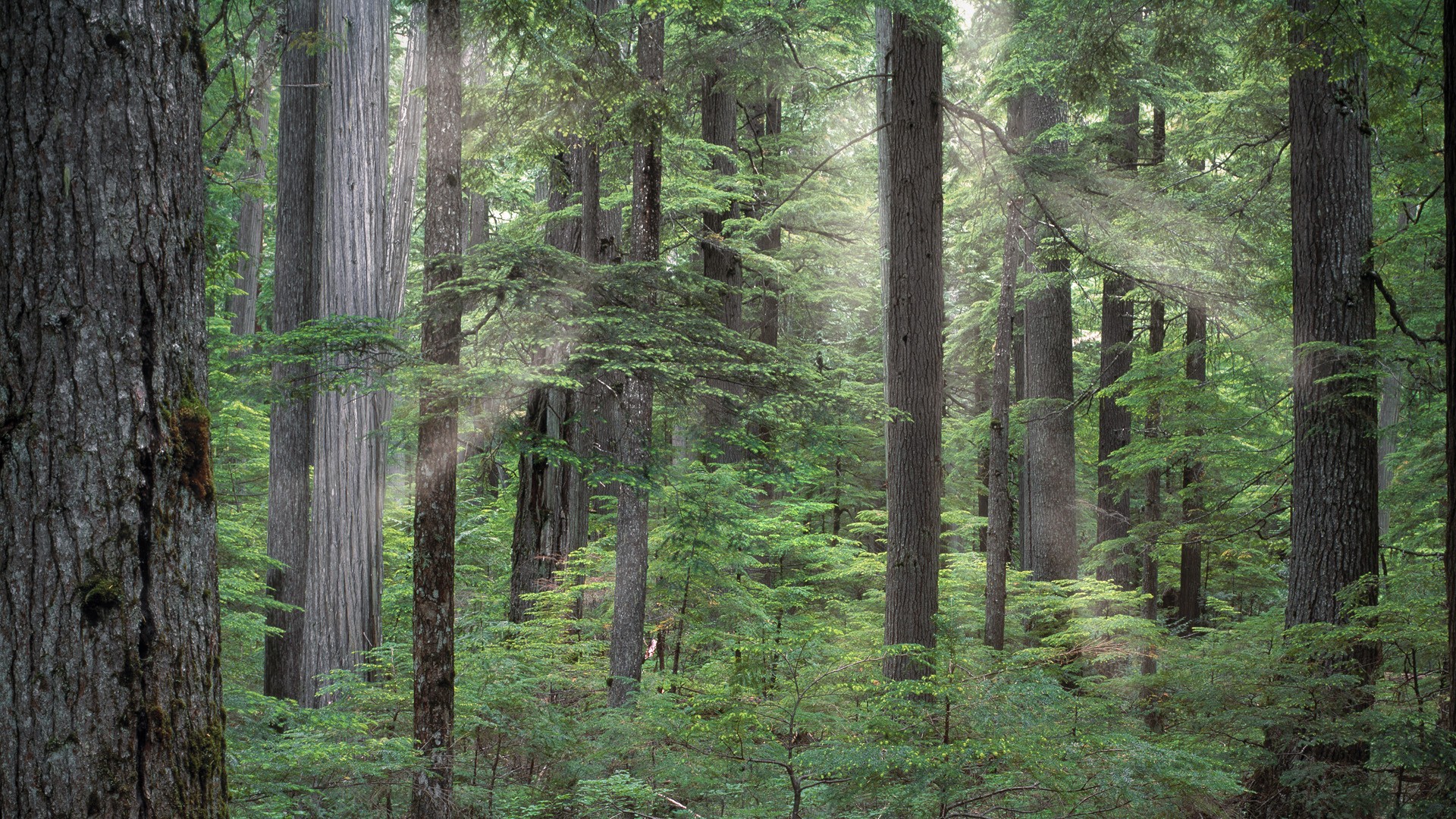forests, Idaho, national, growth - desktop wallpaper