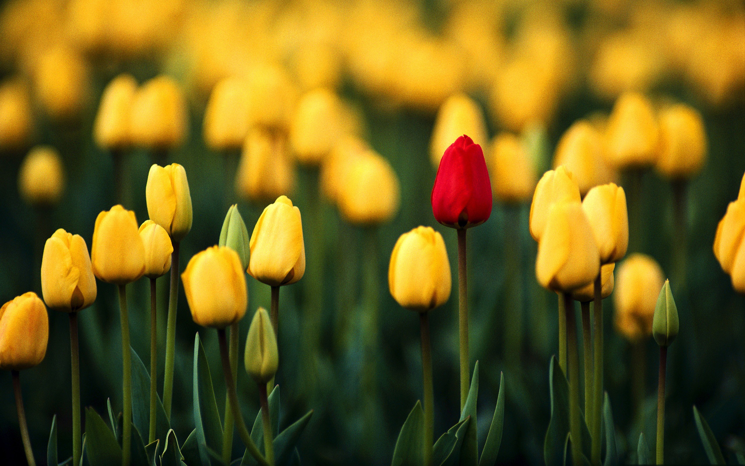 nature, flowers, tulips, macro, depth of field, yellow flowers - desktop wallpaper
