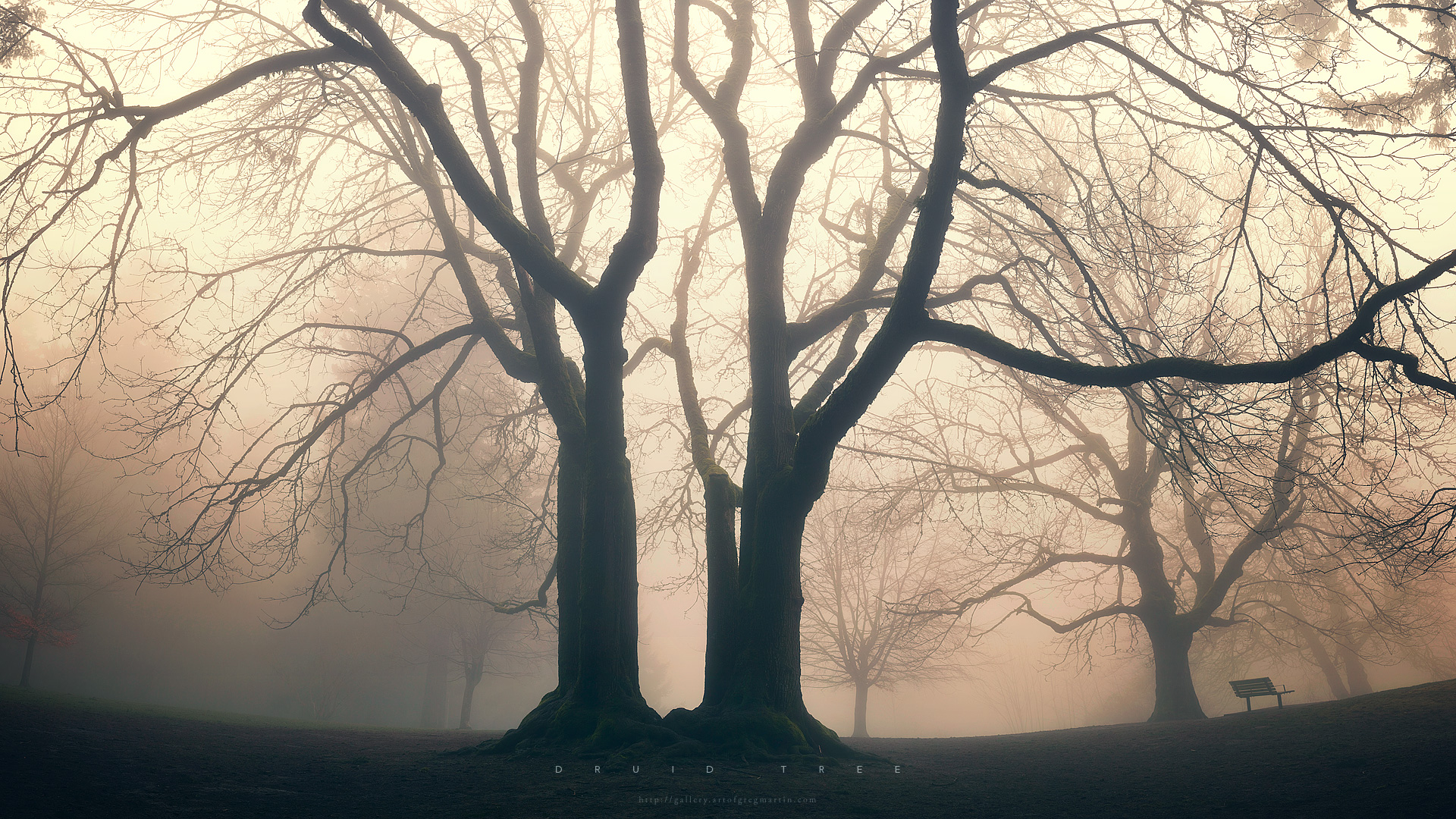 fog, Druid, Greg Martin - desktop wallpaper