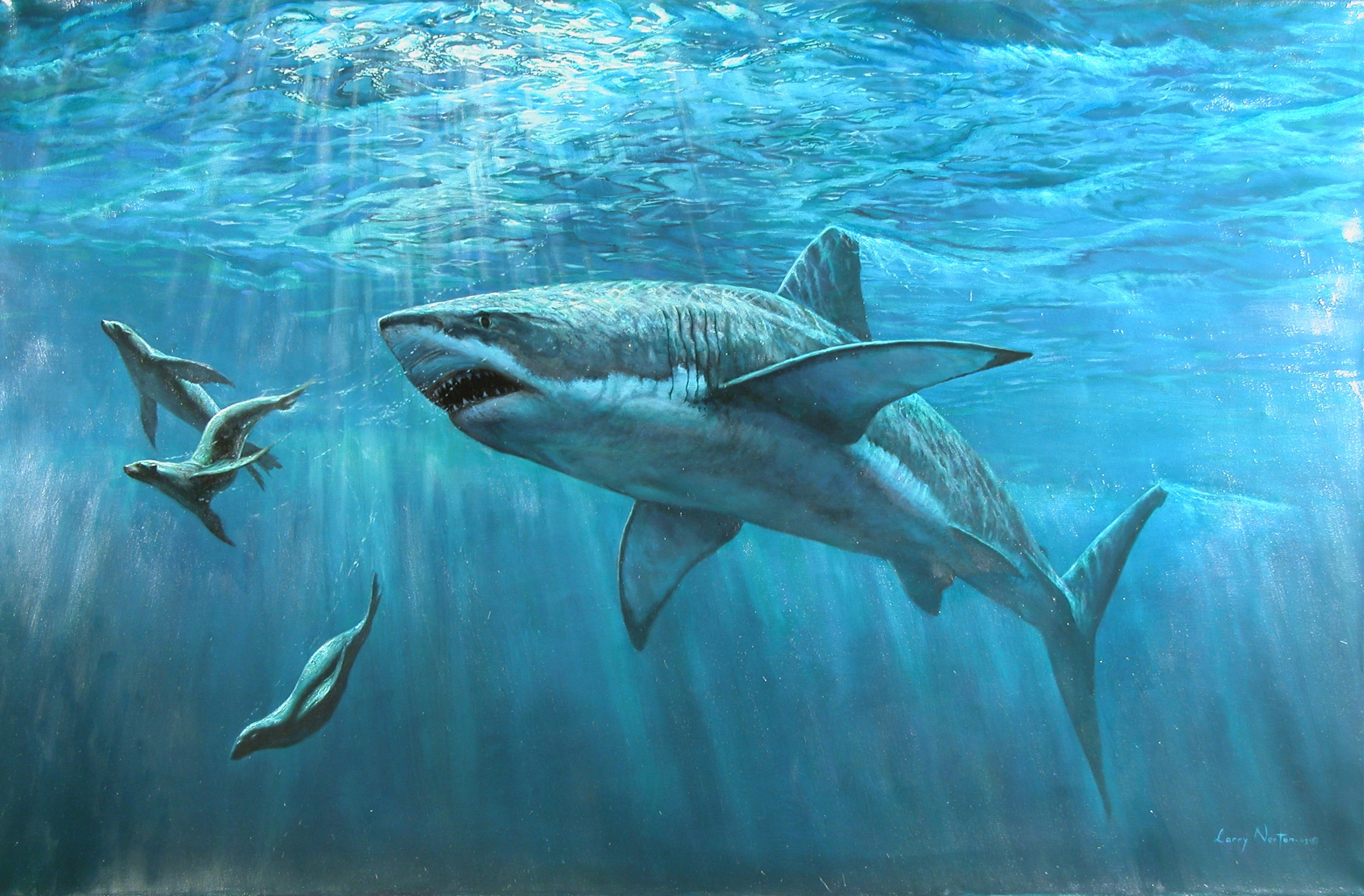 seals, sharks, hunting, underwater - desktop wallpaper
