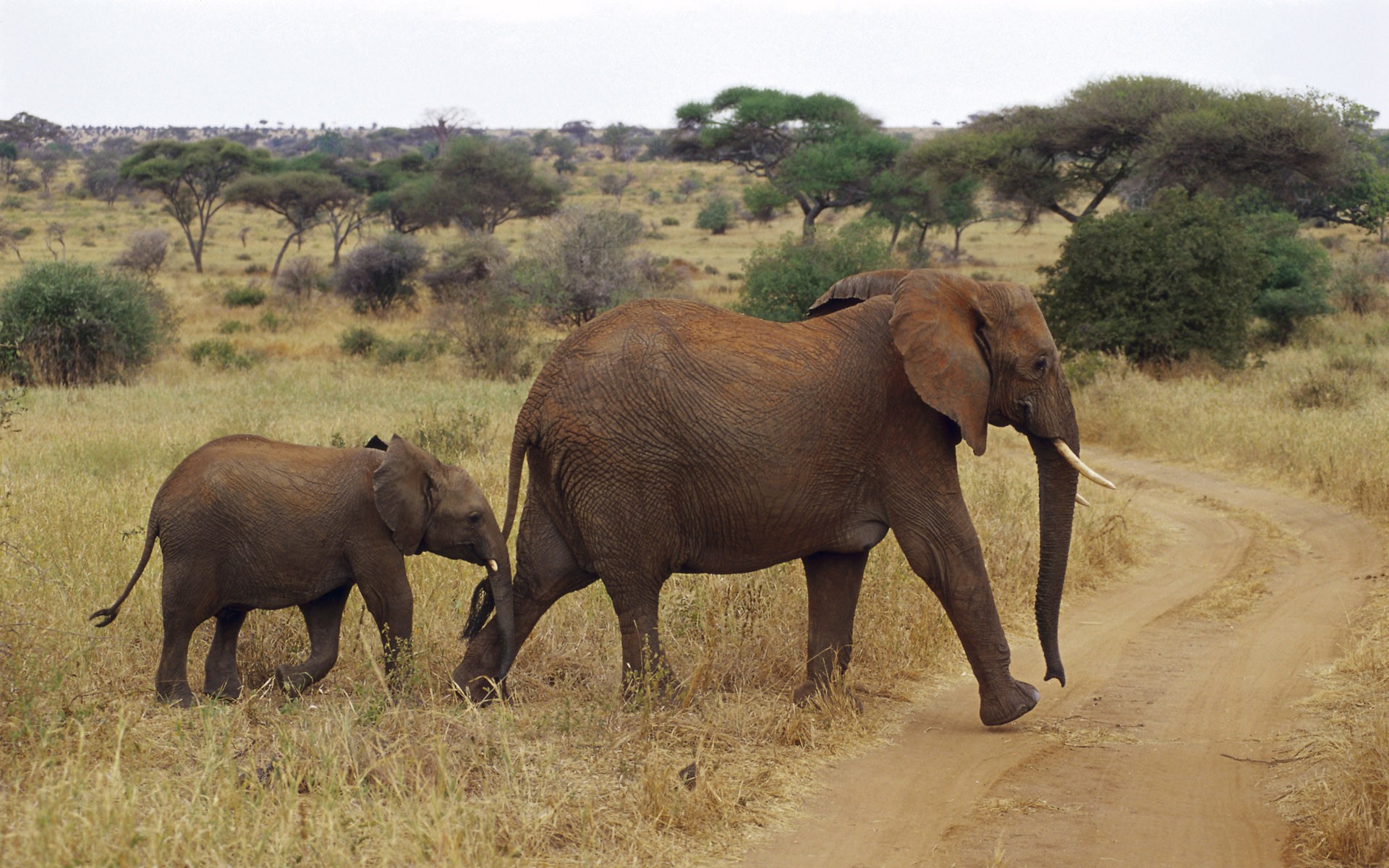 animals, wildlife, elephants, Africa, baby elephant, Wild Africa, baby animals - desktop wallpaper
