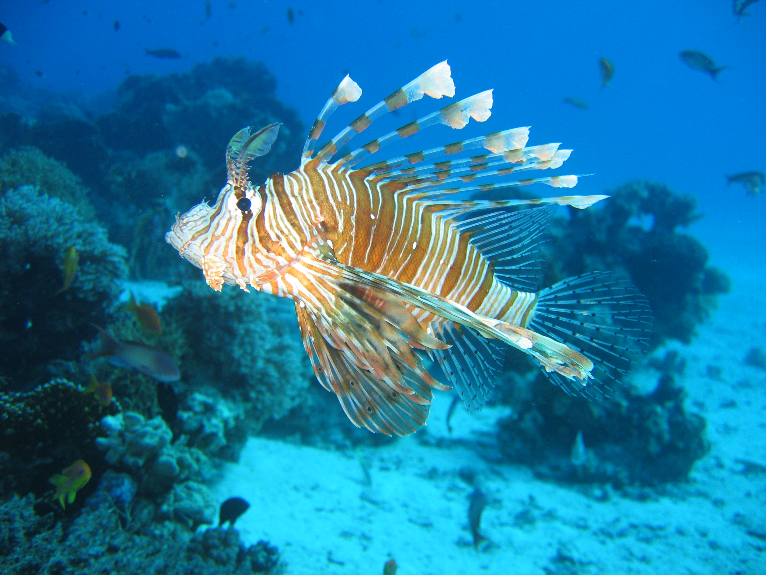 fish, lionfish, underwater - desktop wallpaper
