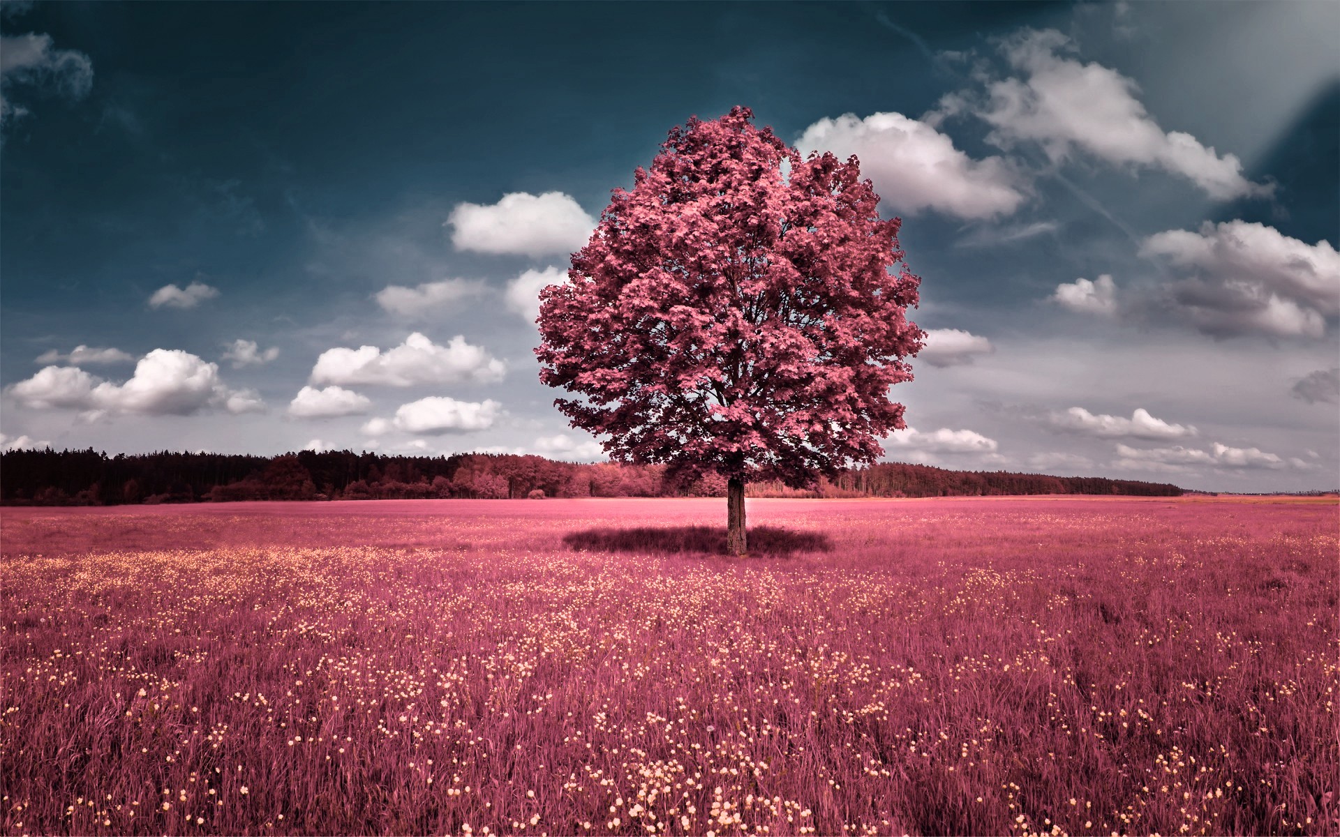 clouds, landscapes, trees, flowers, pink, grass, fields, hills, skyscapes, photo manipulations - desktop wallpaper