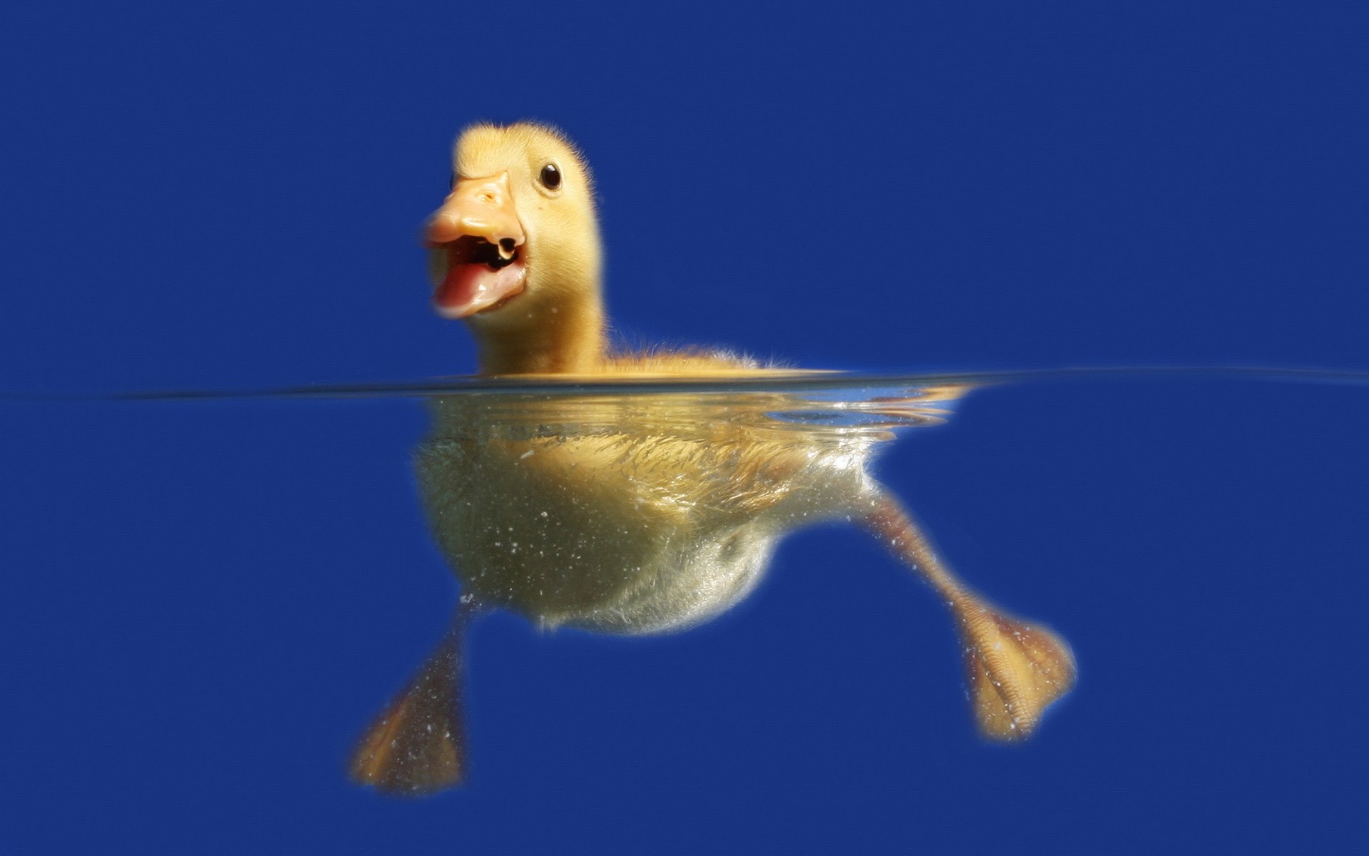 birds, duckling - desktop wallpaper