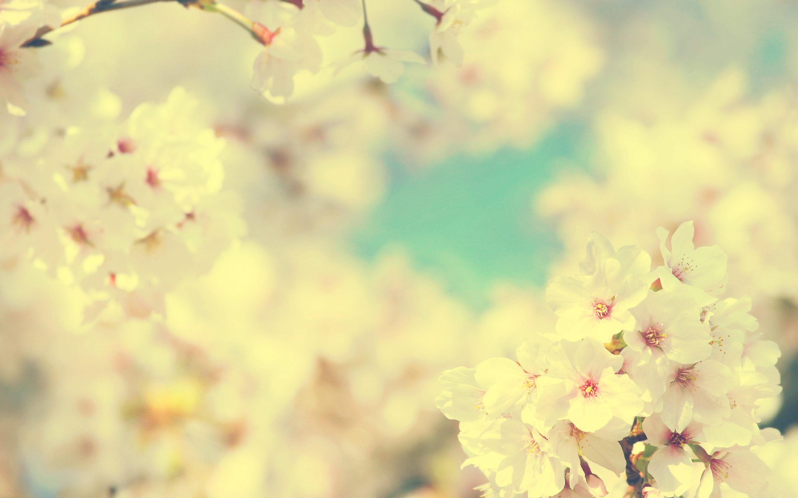 nature, flowers, Sakura, spring, blossoms - desktop wallpaper