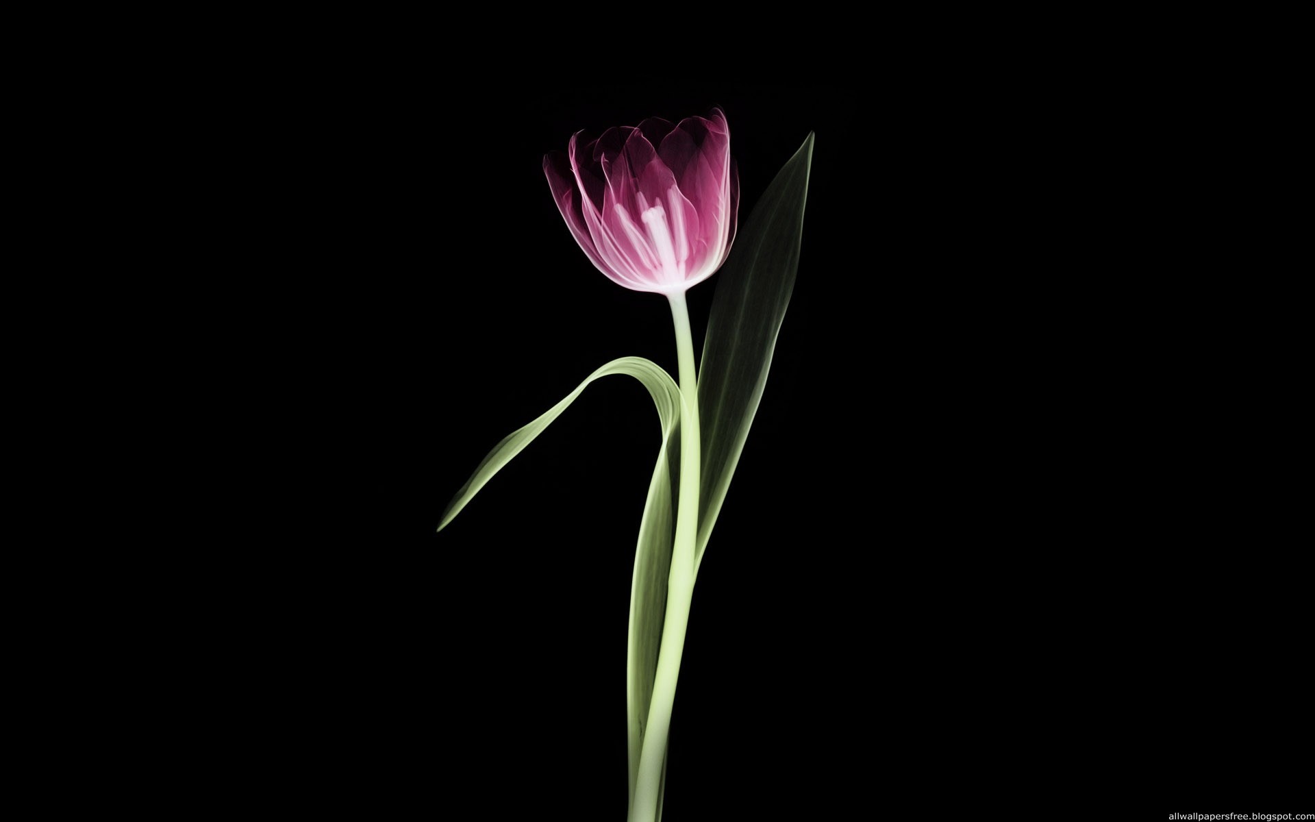 black, flowers - desktop wallpaper