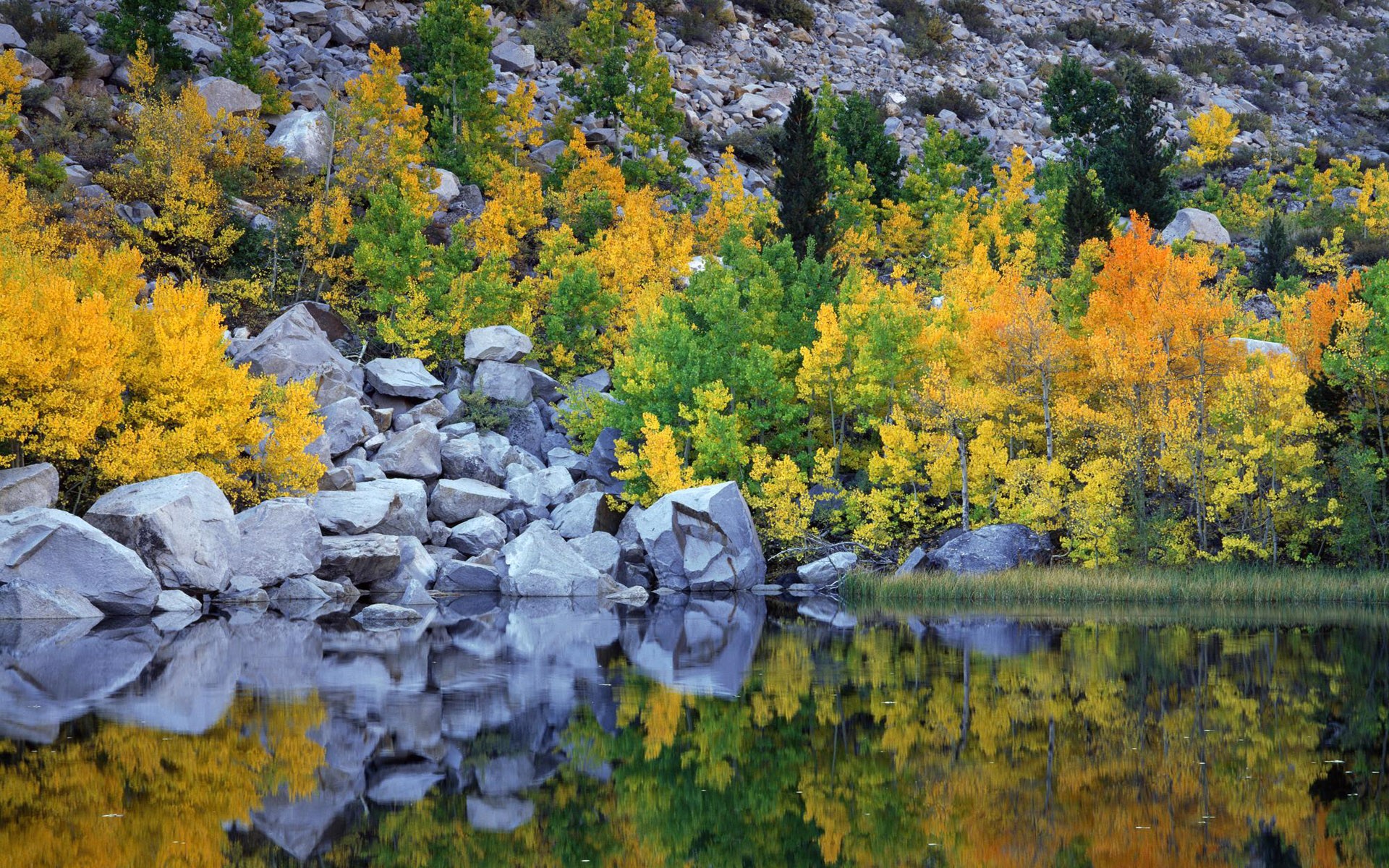 water, landscapes, nature, trees - desktop wallpaper