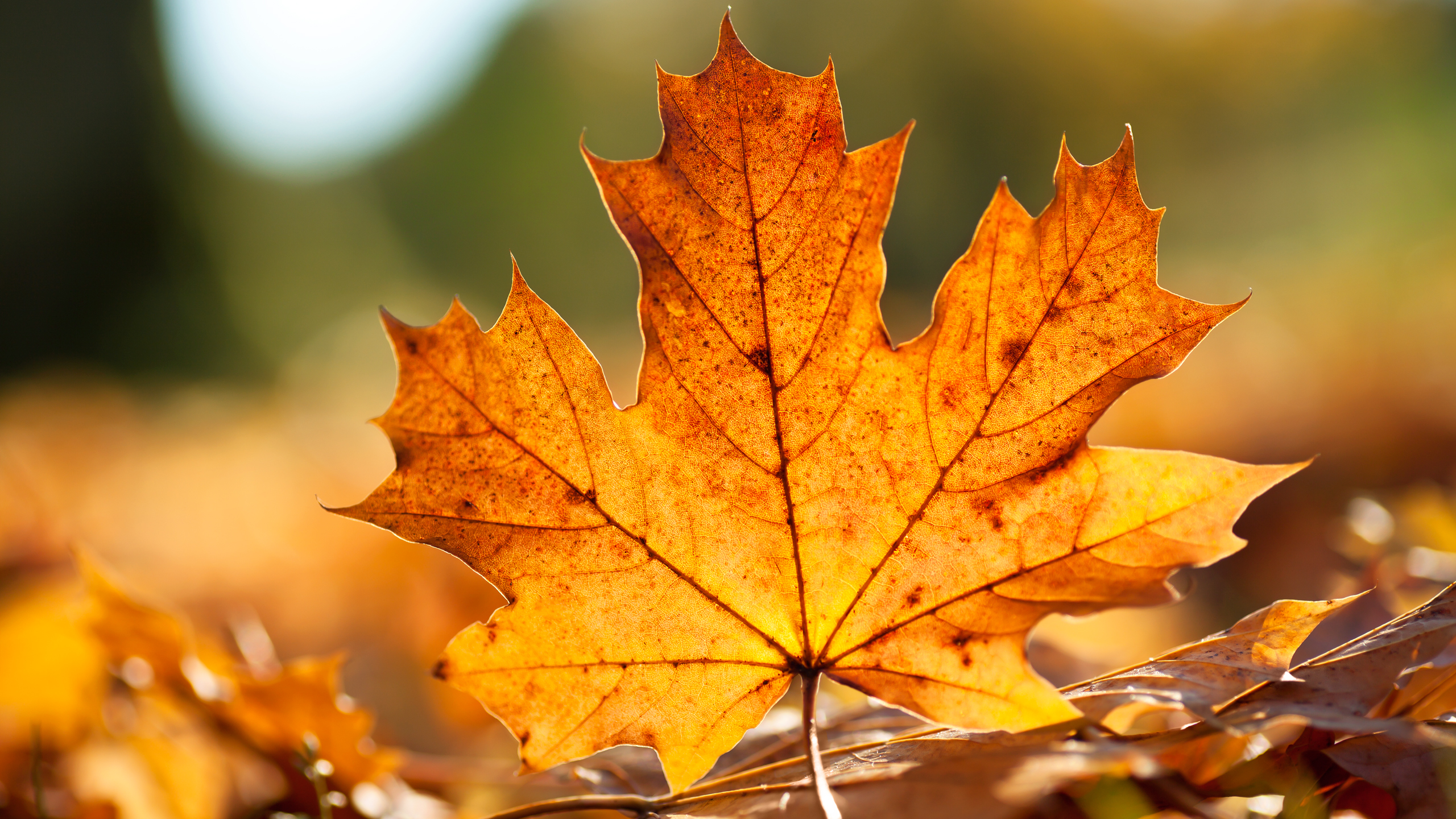 close-up, leaves, maple leaf, fallen leaves - desktop wallpaper