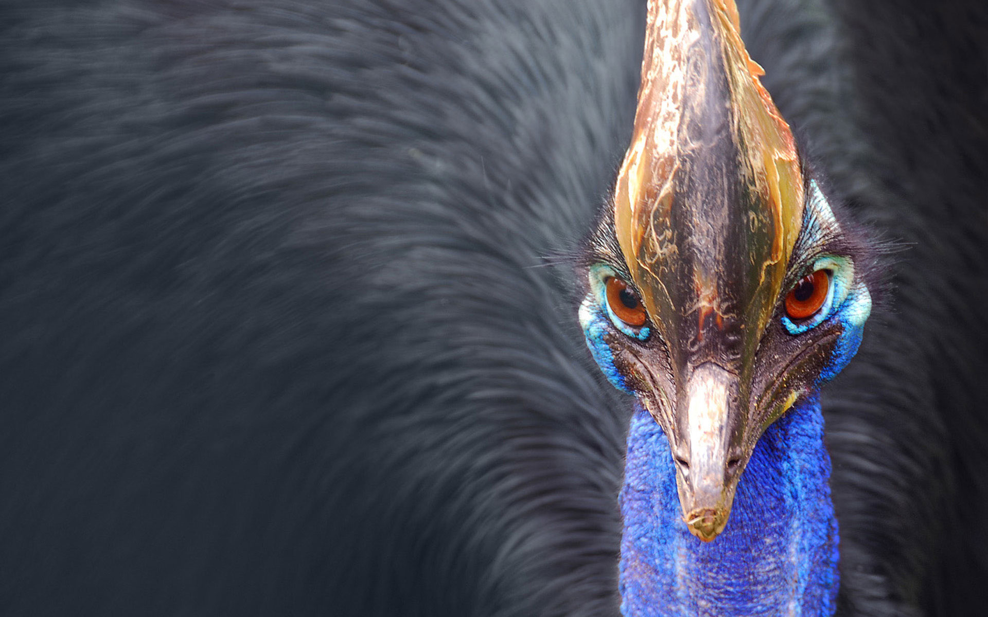 birds, macro, cassowary - desktop wallpaper