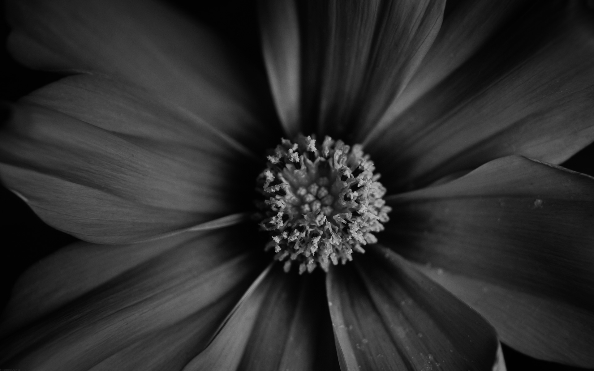 close-up, black, flowers, flower petals - desktop wallpaper