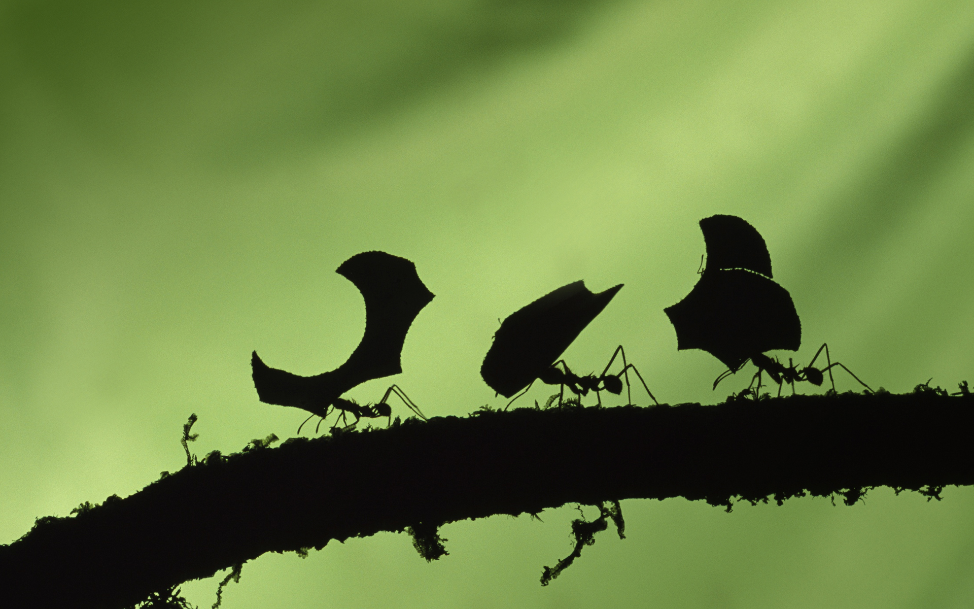 insects, ants, leaves, silhouettes, branches - desktop wallpaper