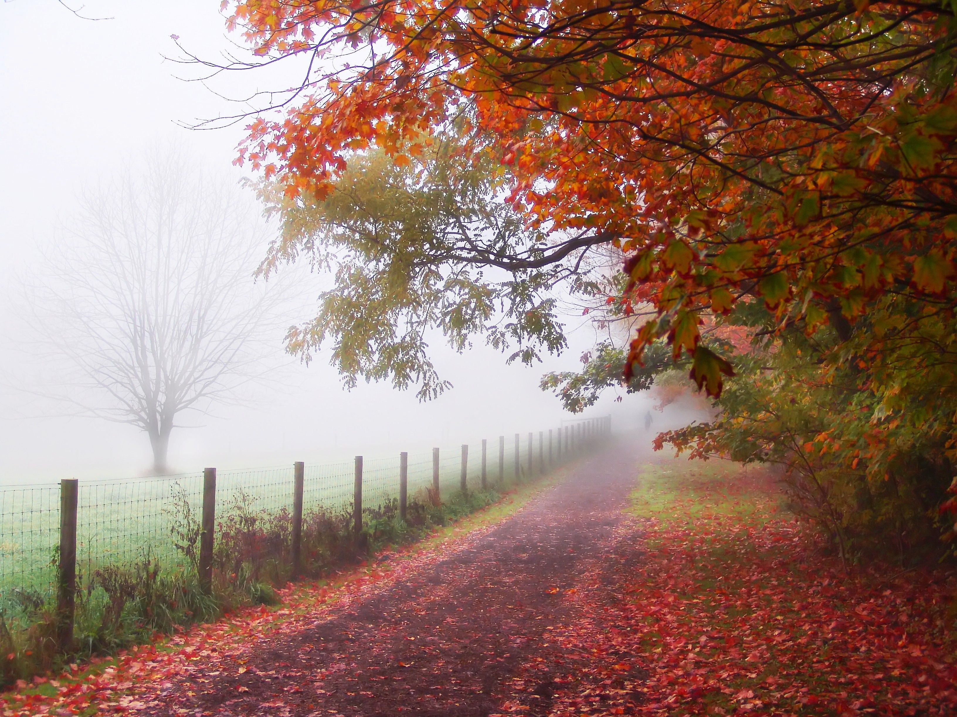 autumn, fog, roads - desktop wallpaper