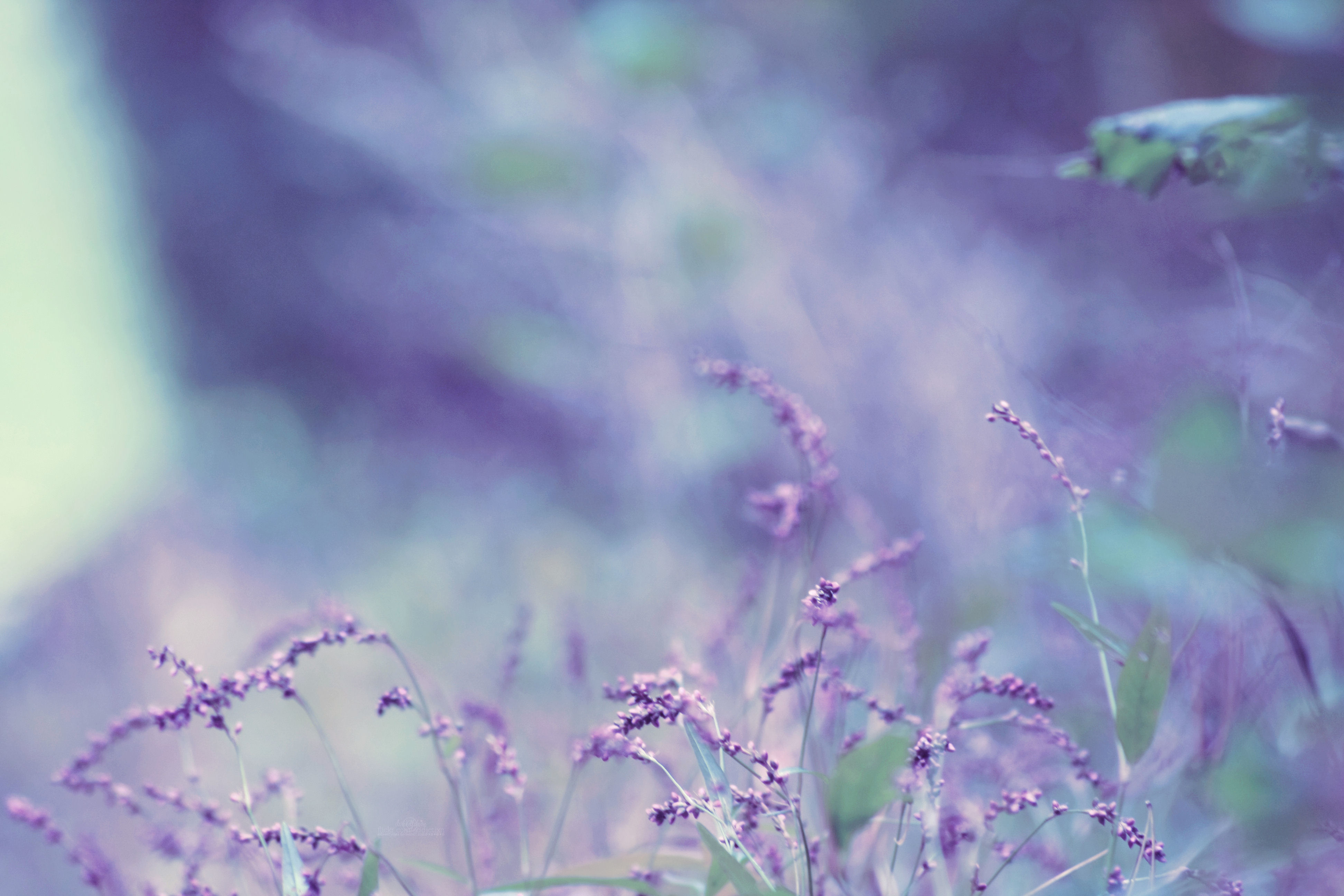 nature, violet, lavender - desktop wallpaper