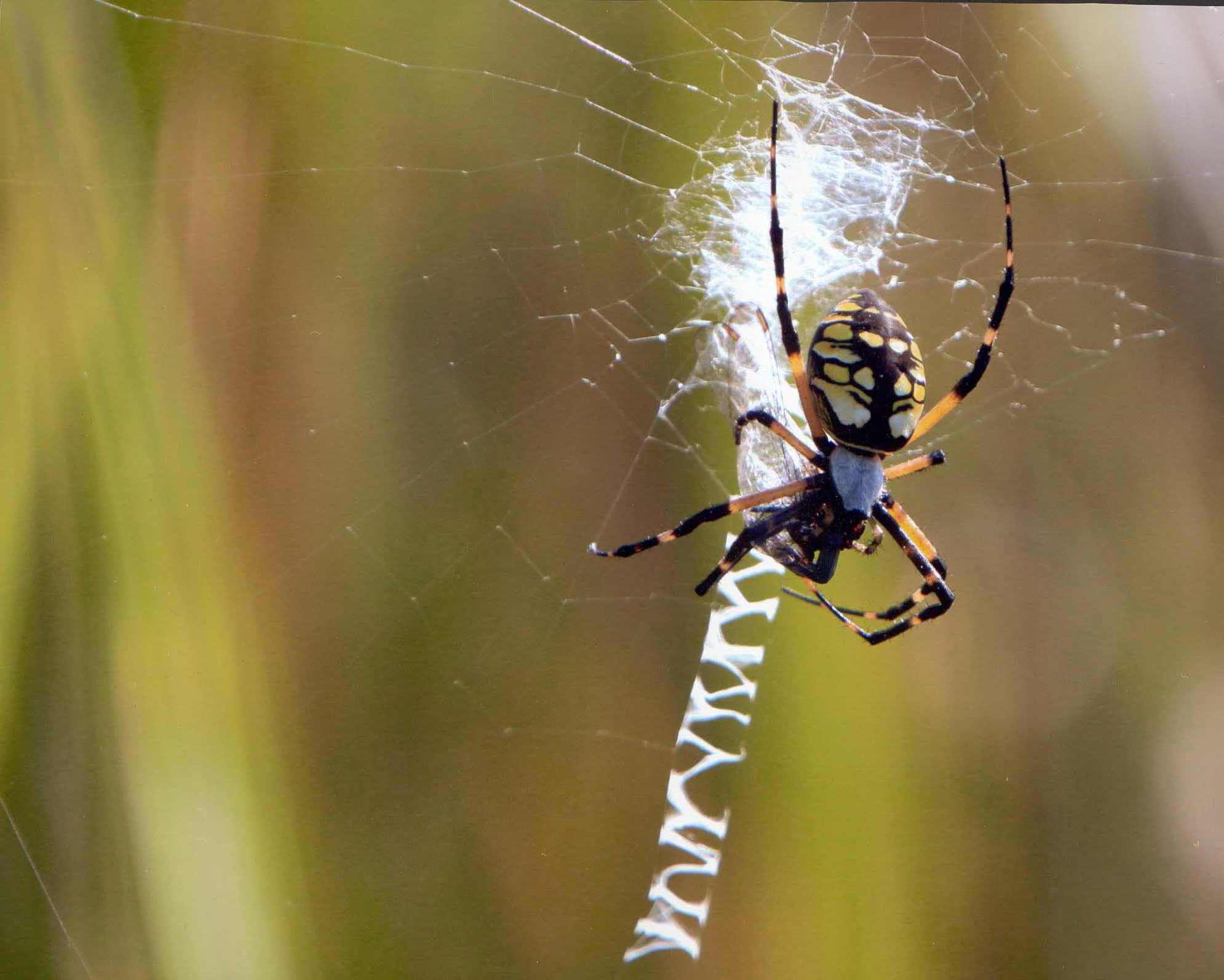 close-up, Macross, spiders, arachnids - desktop wallpaper