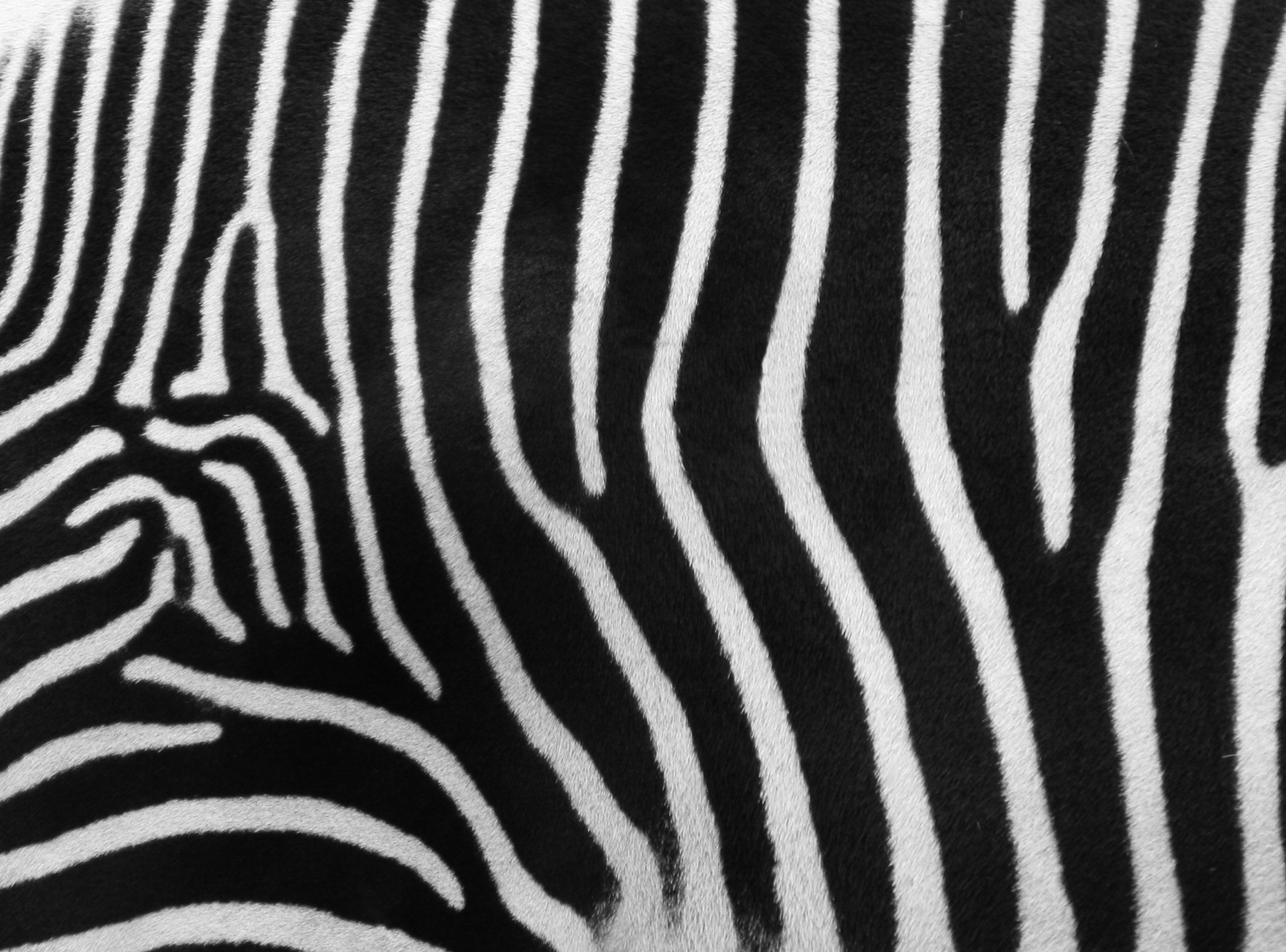 zebras, carpet - desktop wallpaper