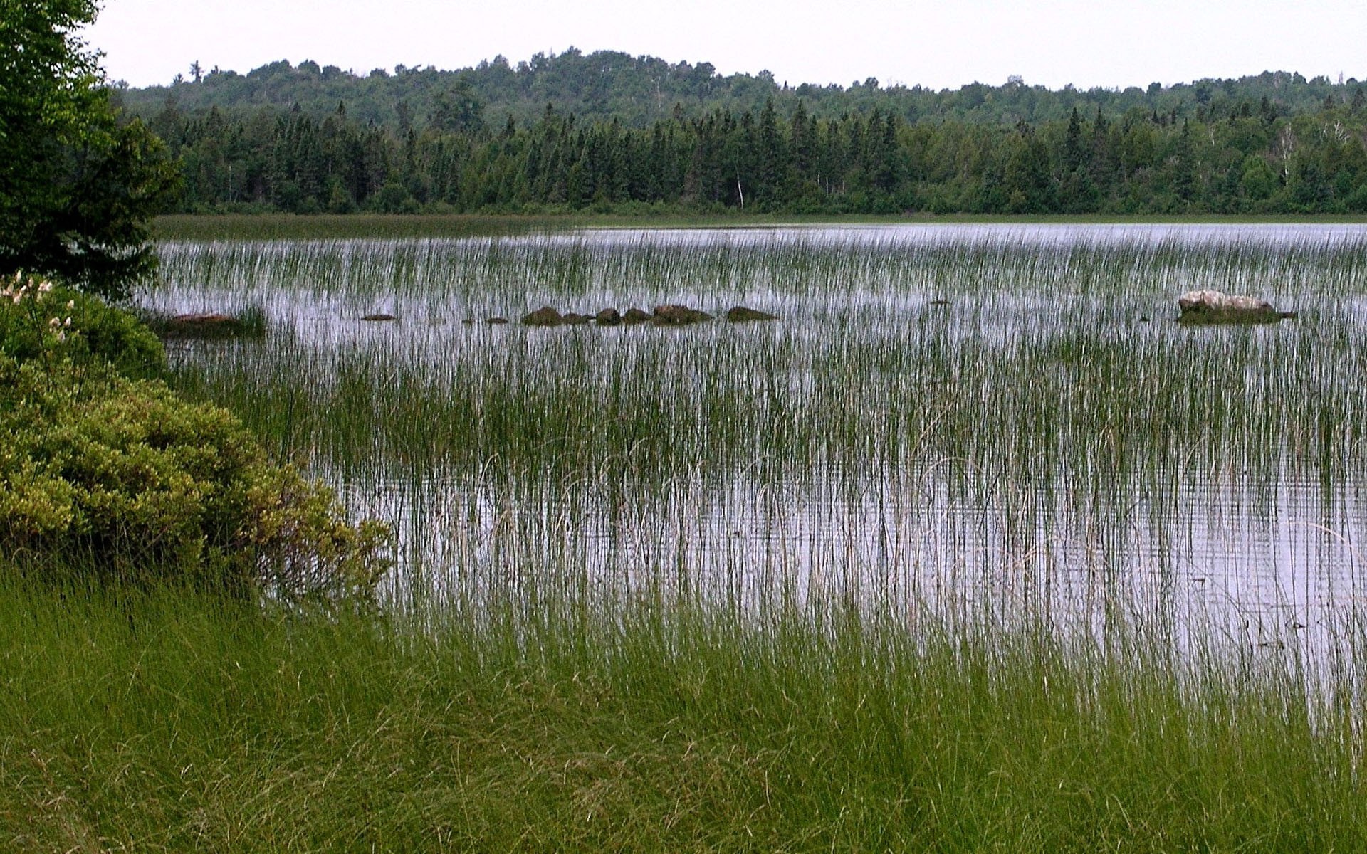 Болотистое озеро. Осока в Озерах Карелии. Заболоченное озеро. Заболоченный водоем. Пруд болото.