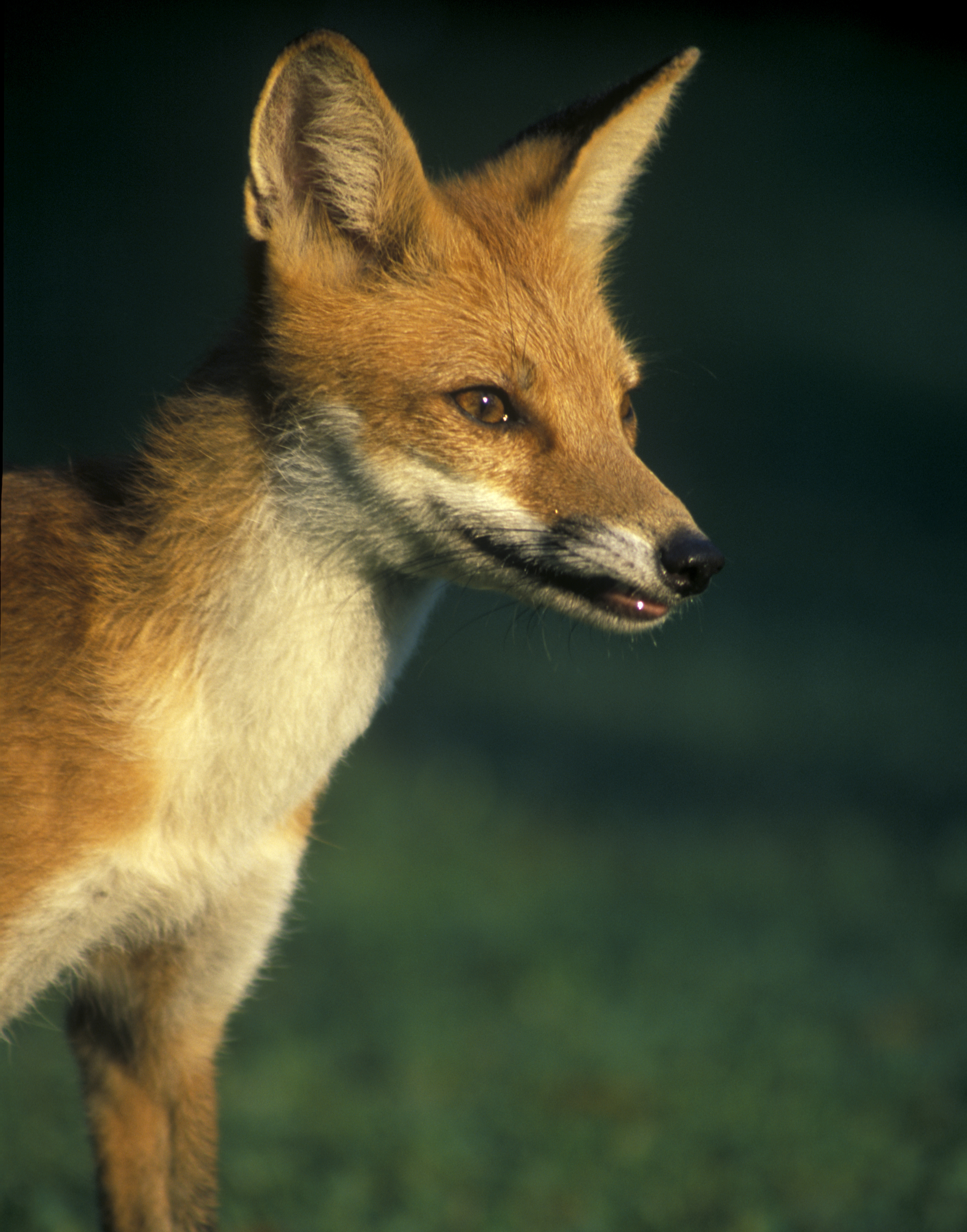 animals, foxes - desktop wallpaper
