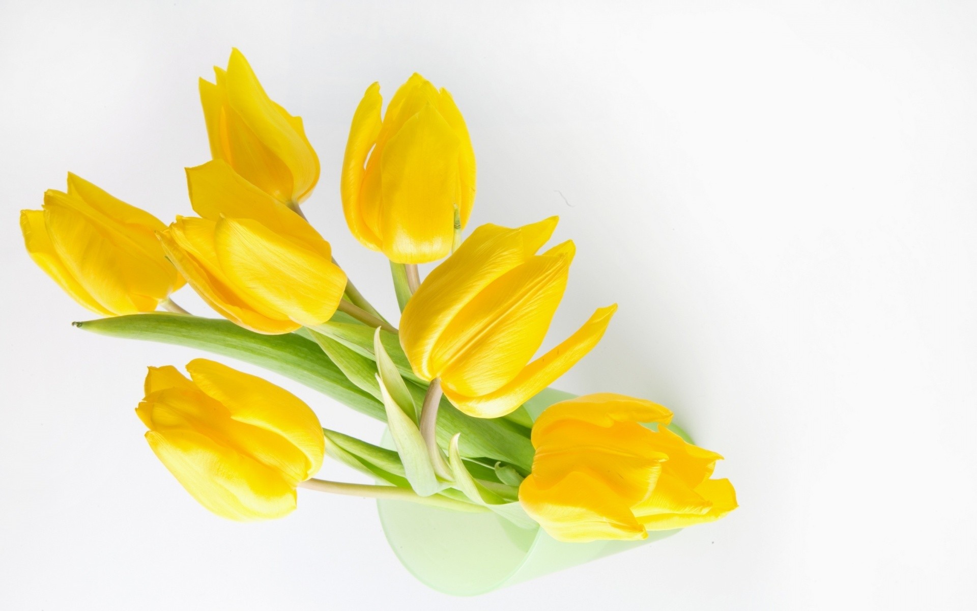 flowers, tulips, yellow flowers - desktop wallpaper