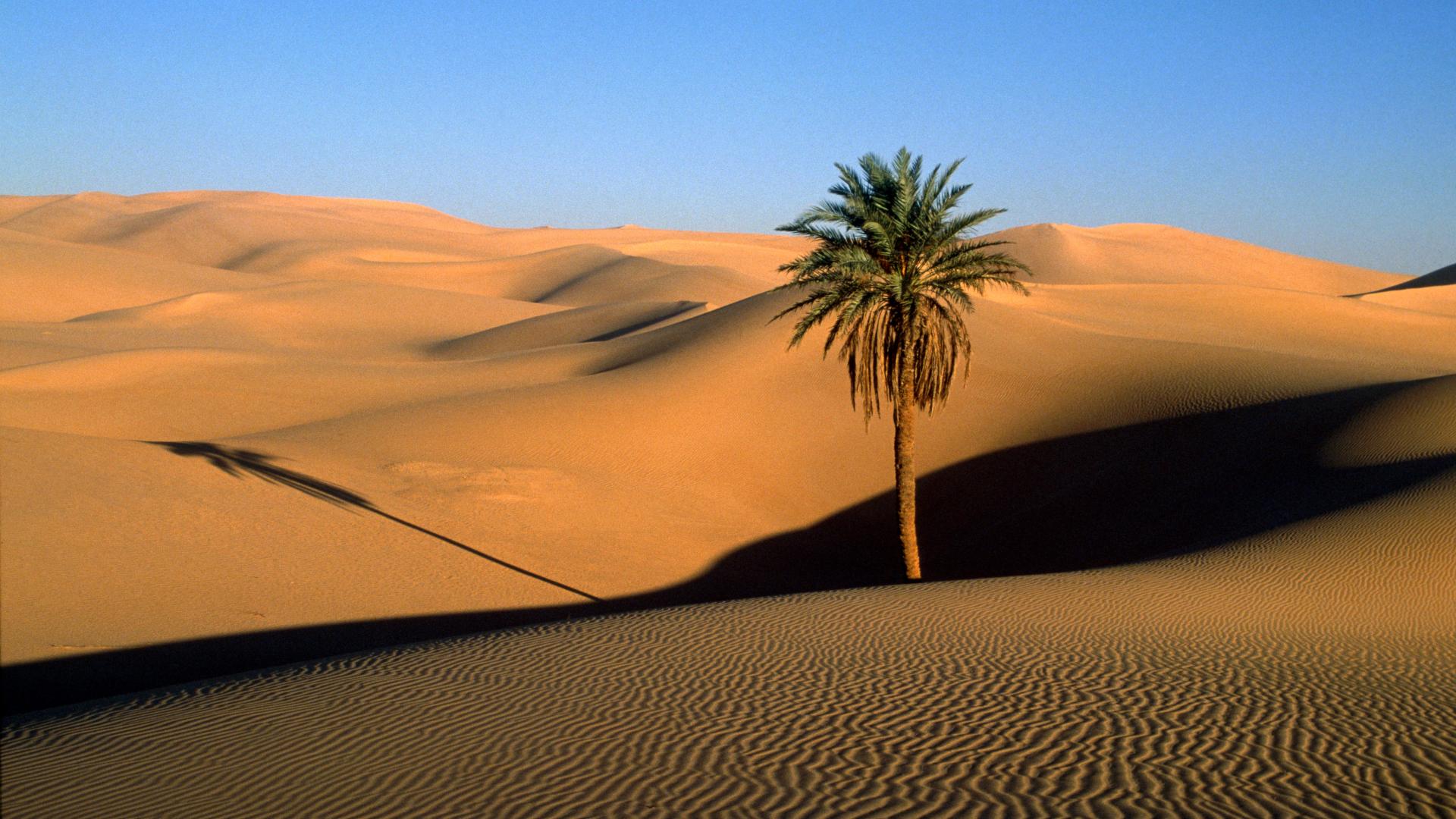 landscapes, deserts, sand dunes, palm trees - desktop wallpaper