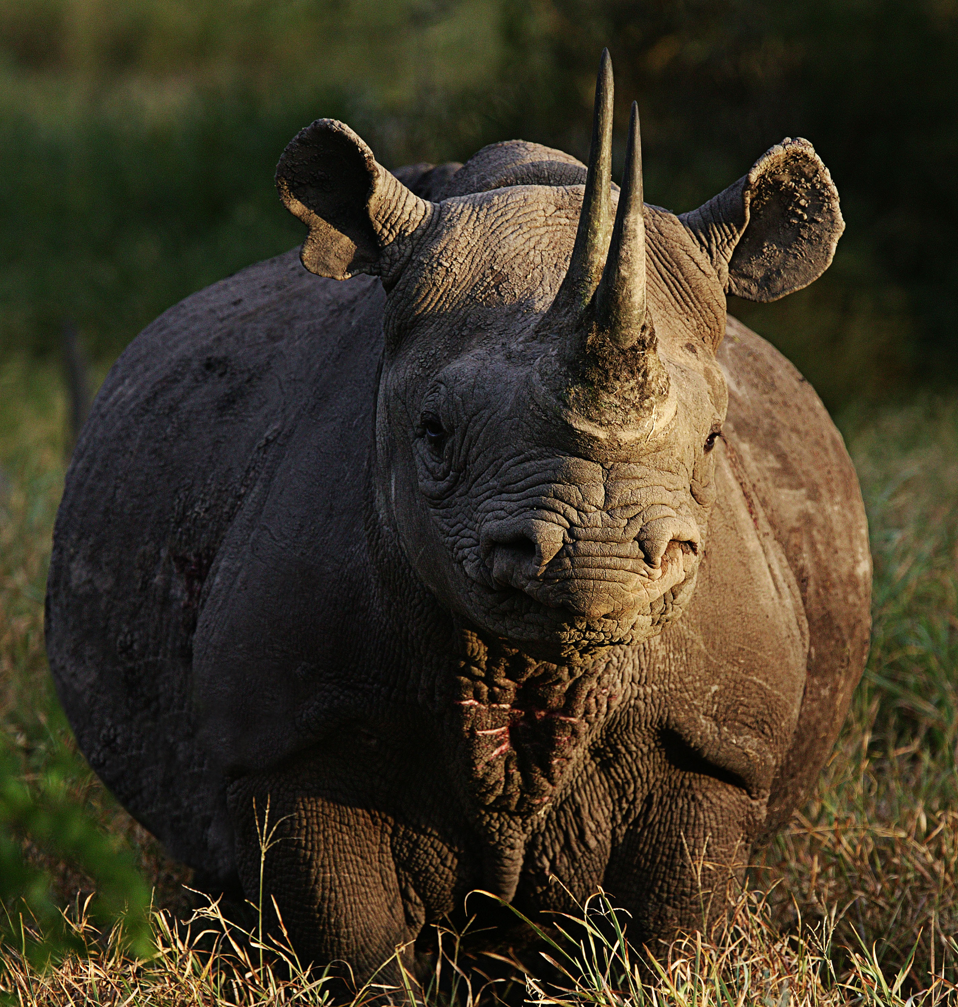 animals, rhinoceros - desktop wallpaper