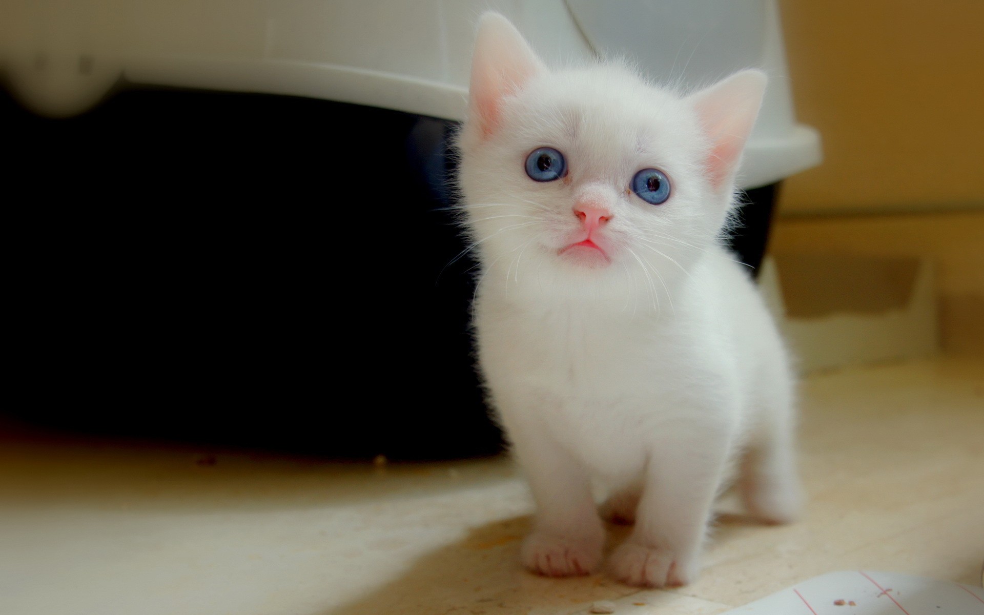 cats, blue eyes, kittens, pets - desktop wallpaper
