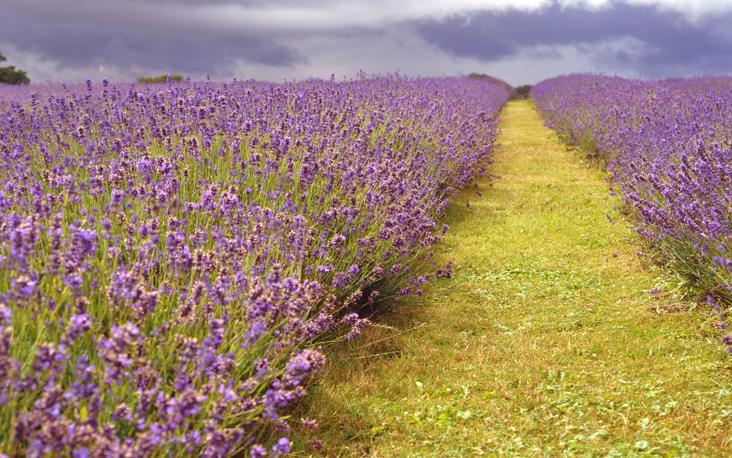 nature, flowers, lavender - desktop wallpaper