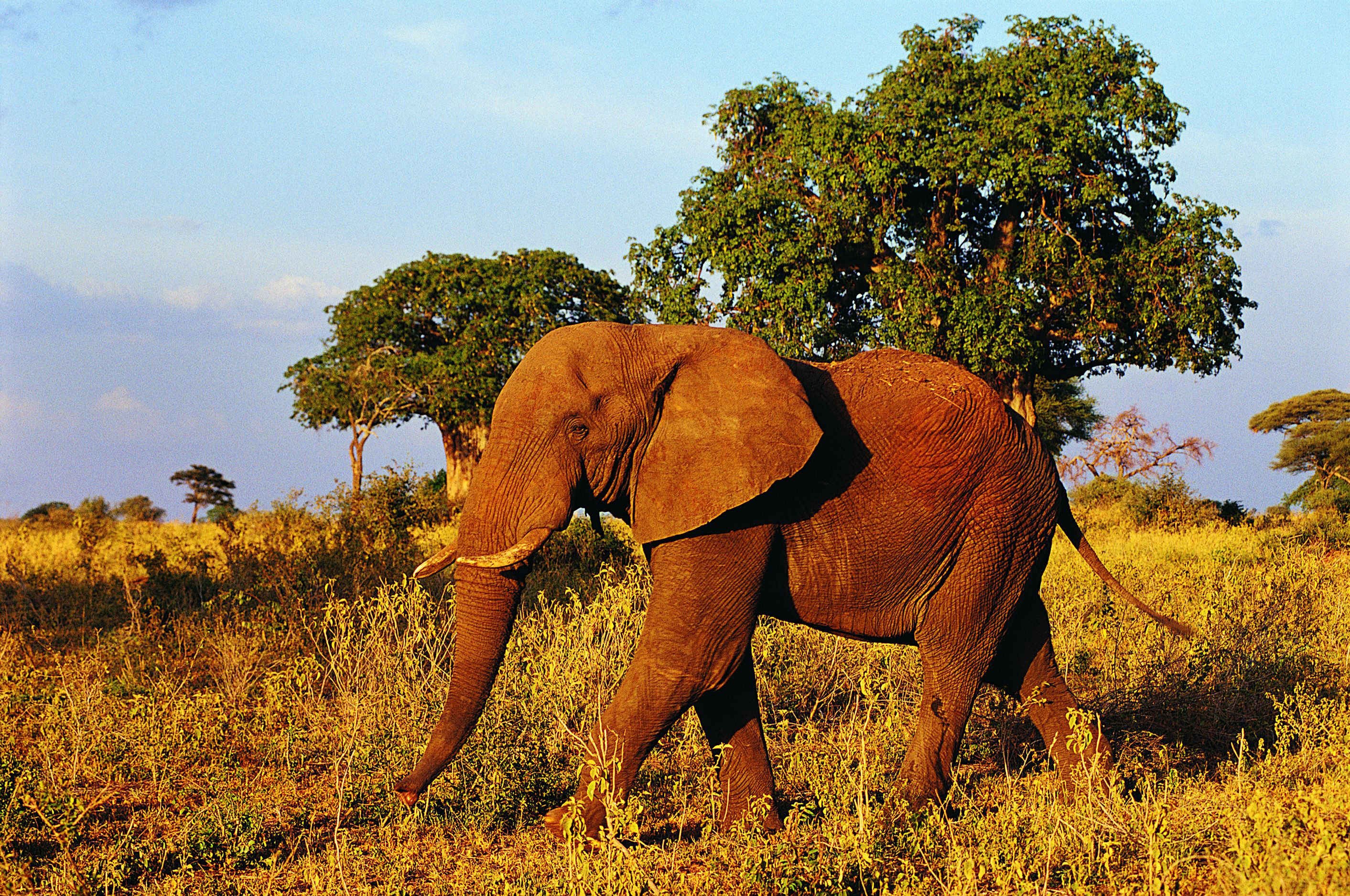 trees, animals, wildlife, fields, elephants, Africa - desktop wallpaper