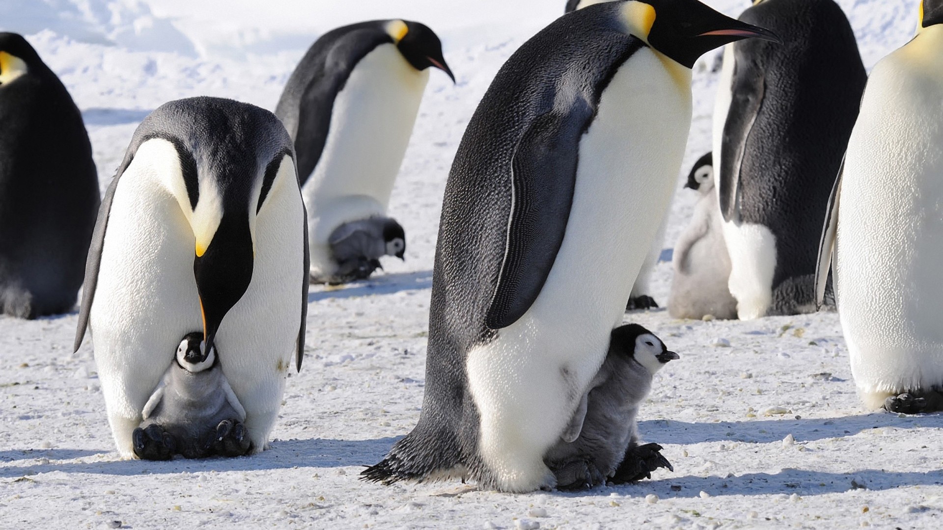 snow, animals, penguins - desktop wallpaper