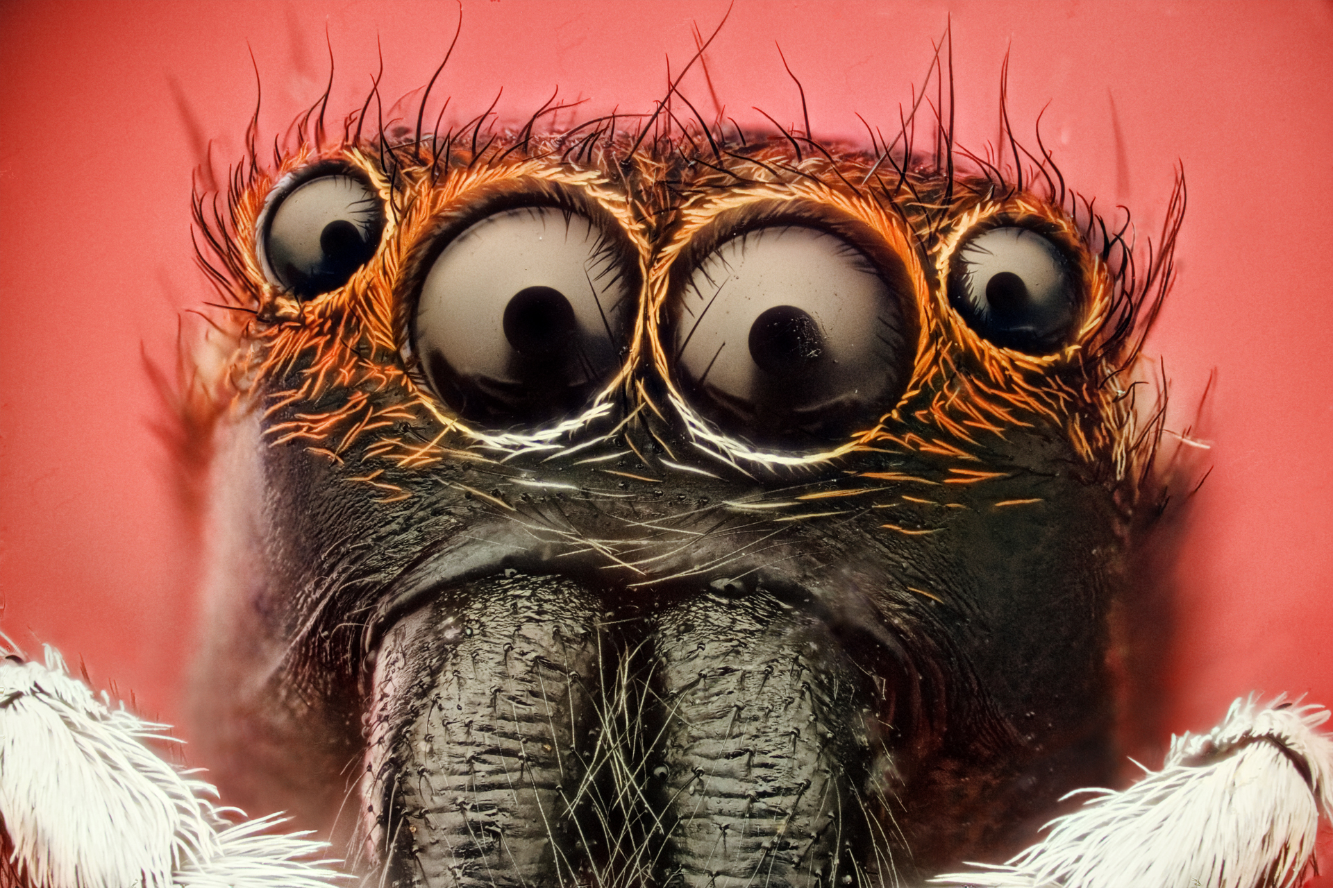 eyes, insects, macro, spiders, arachnids - desktop wallpaper