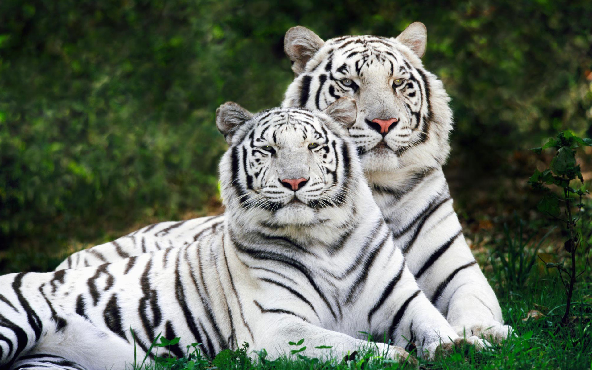 nature, animals, tigers, white tiger - desktop wallpaper