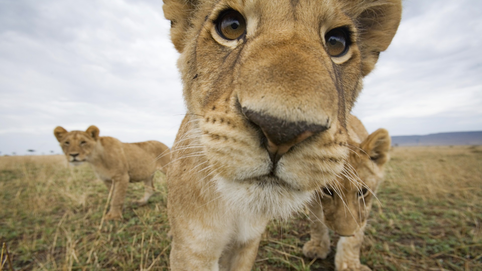 curious, mara, cubs, Kenya, games - desktop wallpaper